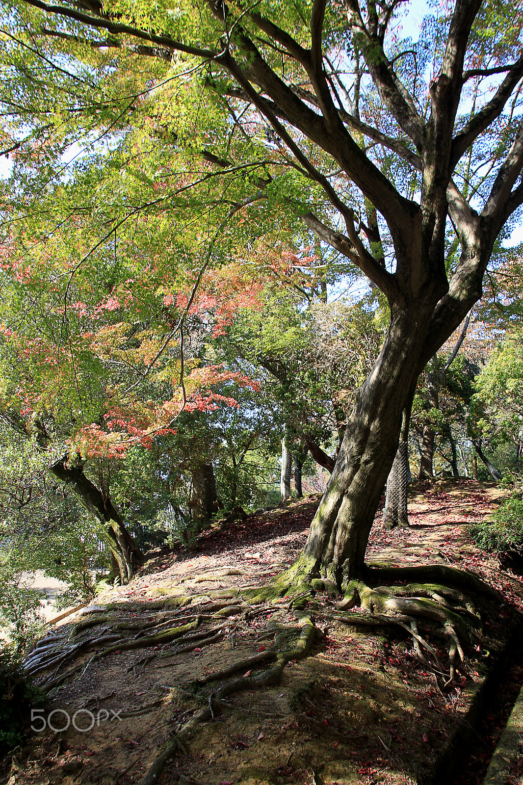 Canon EOS 500D (EOS Rebel T1i / EOS Kiss X3) sample photo. Autumn's shade & light photography