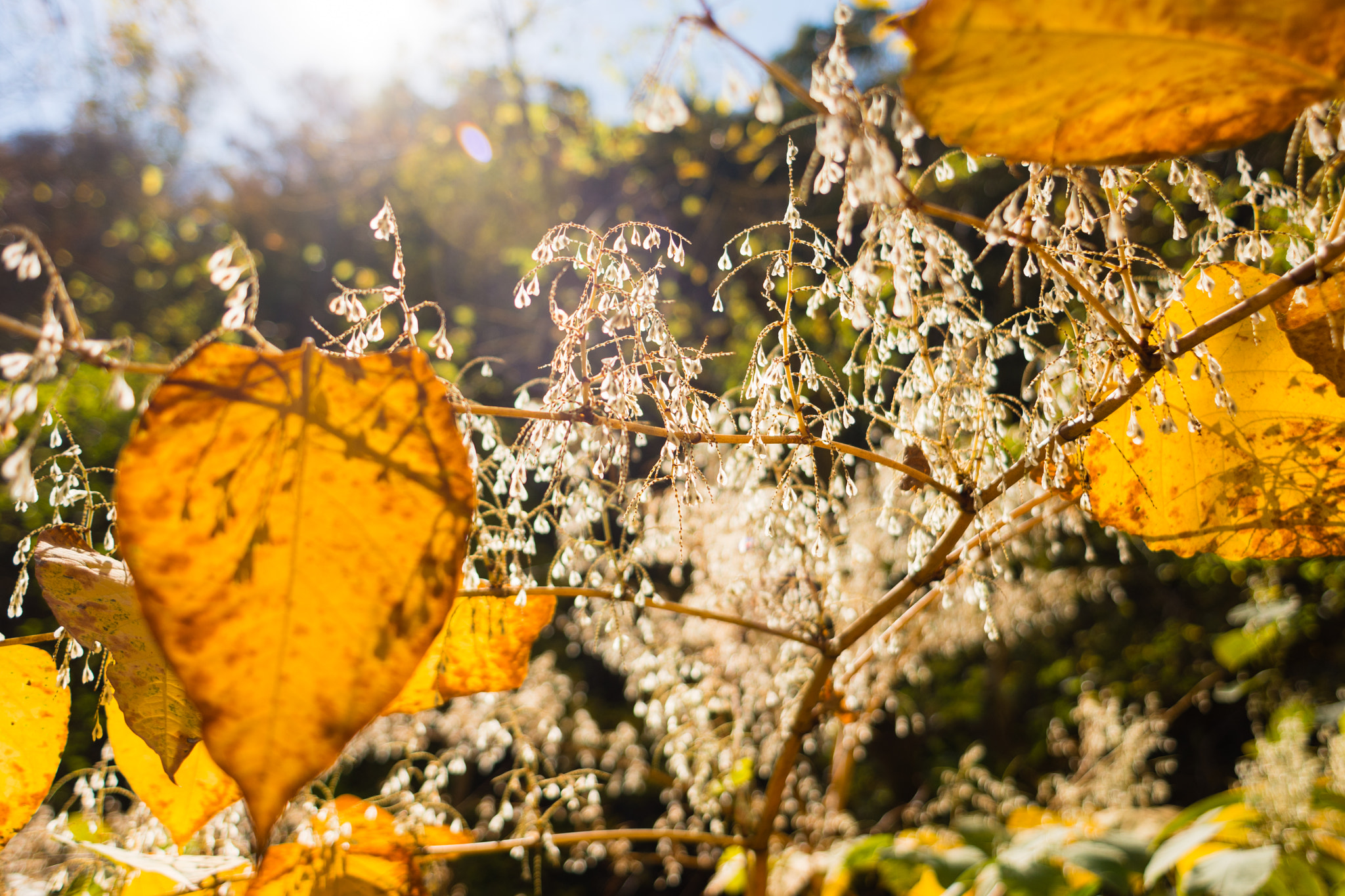 Nikon D7200 sample photo. Wissahickon valley park photography