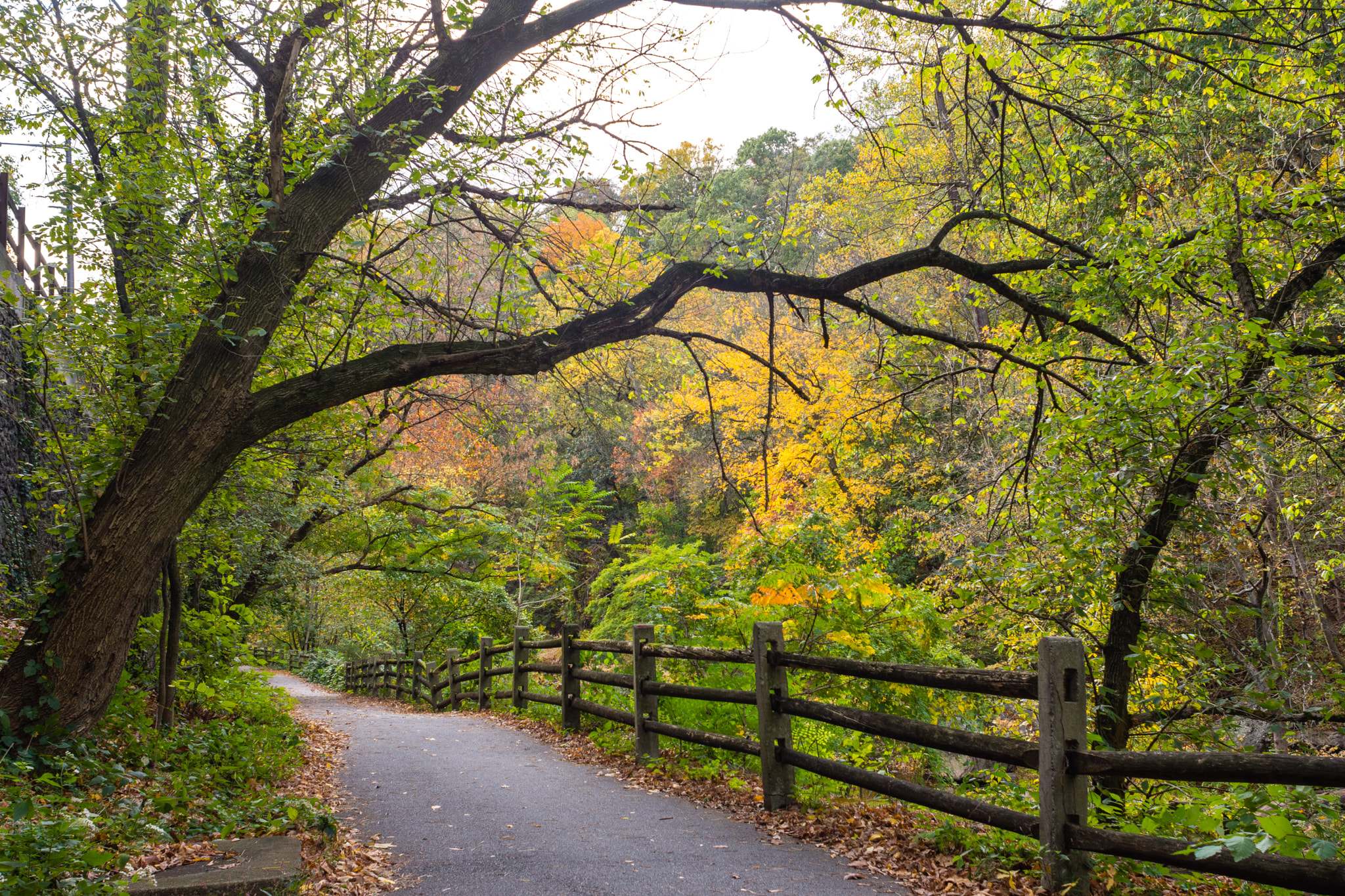 Nikon D7200 + Nikon AF Nikkor 24mm F2.8D sample photo. Wissahickon valley park photography