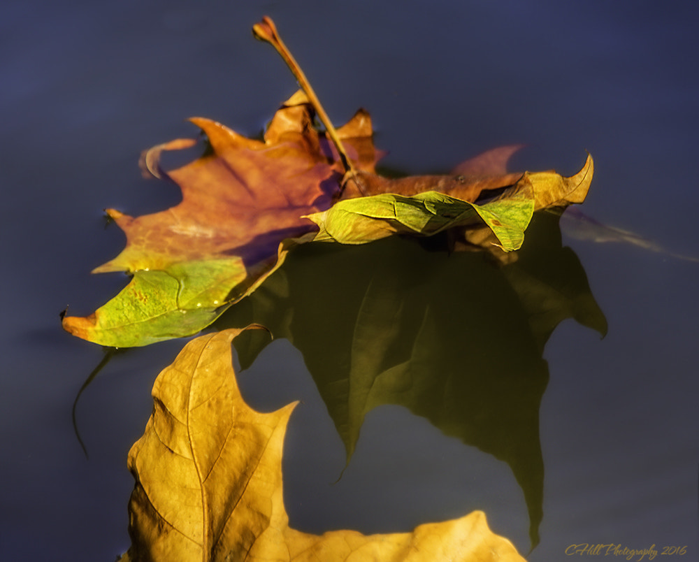 Sigma 18-250mm F3.5-6.3 DC OS HSM sample photo. Leaf in the river photography