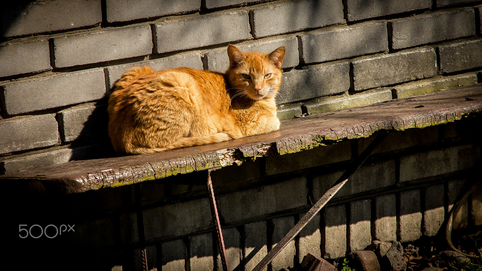 Sigma 18-125mm F3.8-5.6 DC OS HSM sample photo. Majetic cat photography