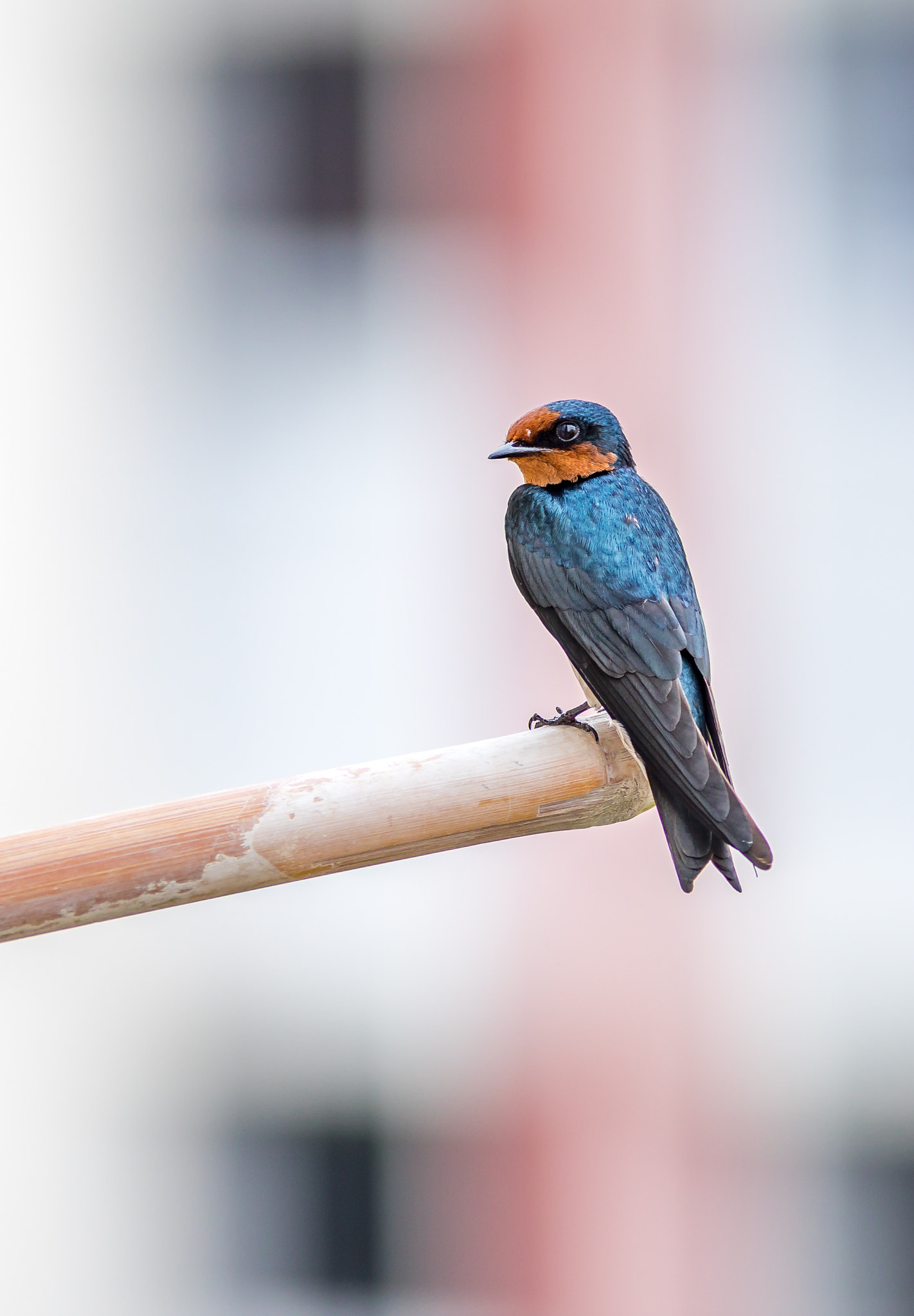 Canon EF 400mm F5.6L USM sample photo. Pacific swallow photography