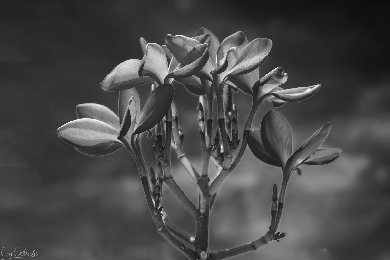 Nikon D800 + Nikon AF Micro-Nikkor 60mm F2.8D sample photo. Plumeria photography