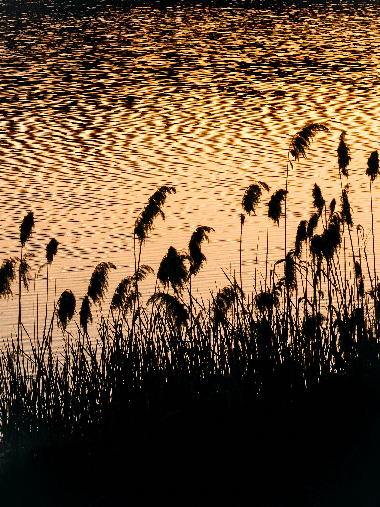 Olympus OM-D E-M5 + OLYMPUS 50mm Lens sample photo. Sunset sihouette photography