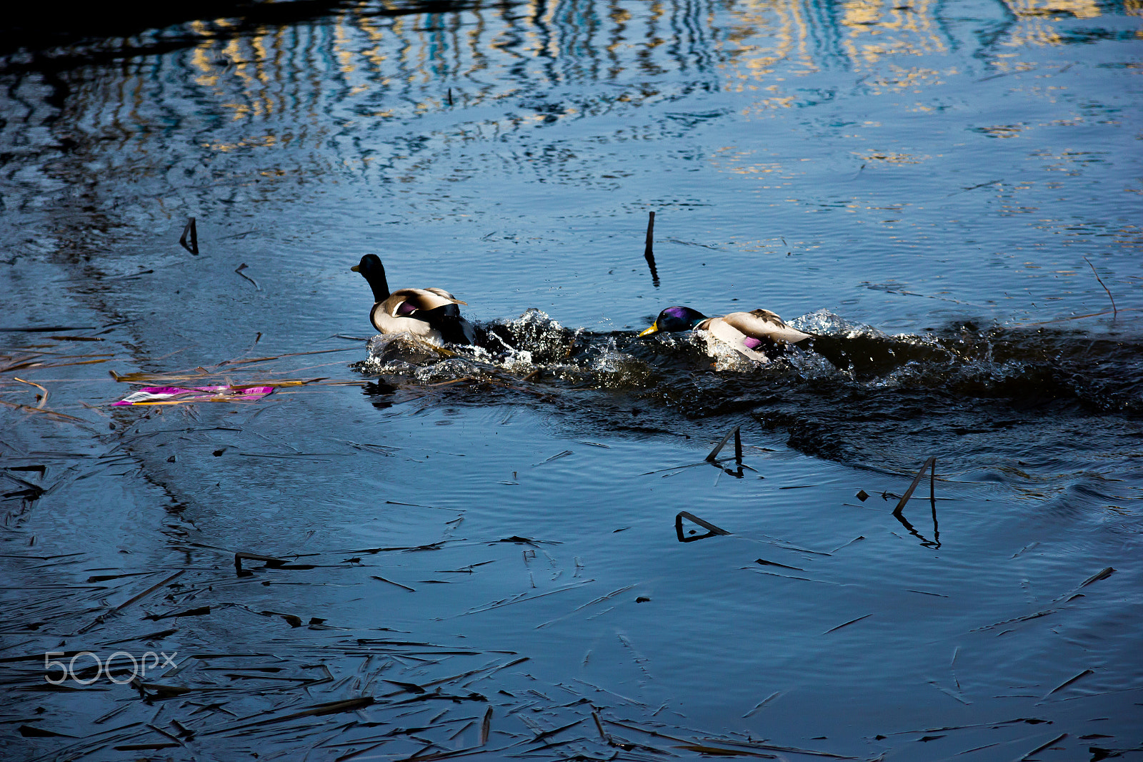 Sigma 18-125mm F3.8-5.6 DC OS HSM sample photo. Ugly ducks photography
