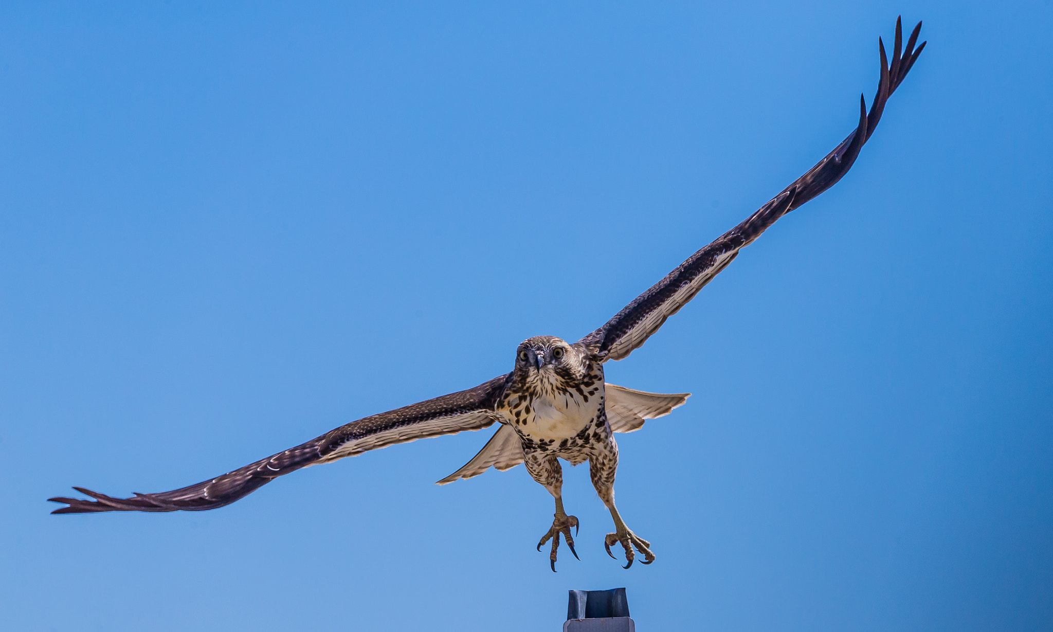 150-600mm F5-6.3 DG OS HSM | Contemporary 015 sample photo. Red tailed hawk photography