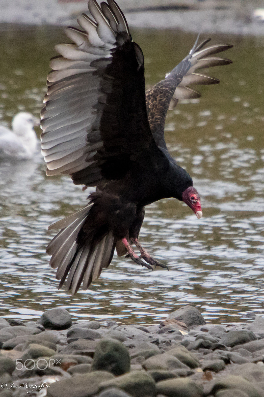 Canon EOS 7D Mark II + Canon EF 70-200mm F2.8L USM sample photo. Vulture photography