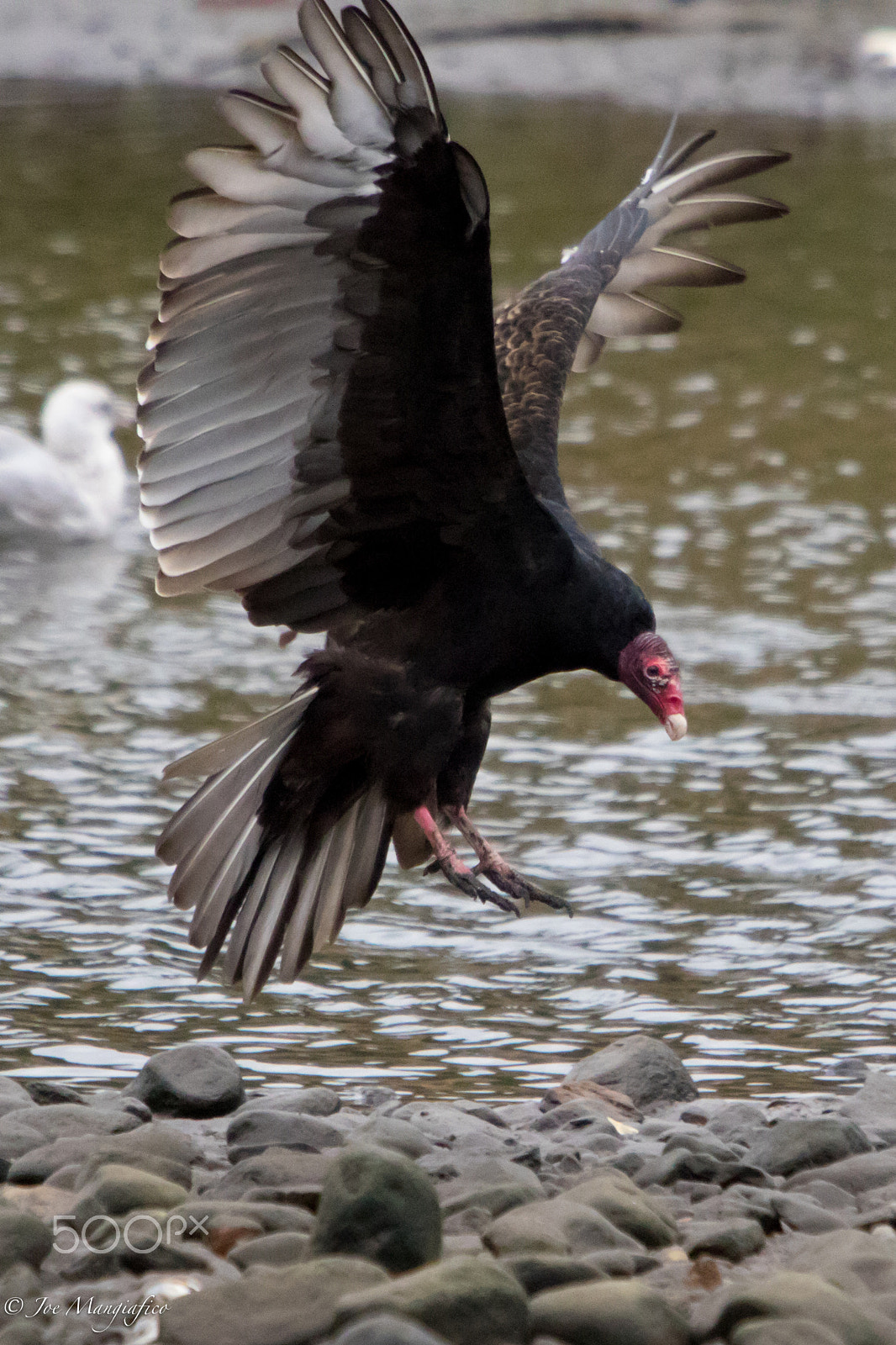 Canon EF 70-200mm F2.8L USM sample photo. Vulture photography
