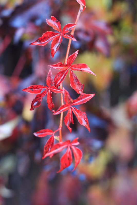 Sigma 50mm F1.4 EX DG HSM sample photo. Fall photography