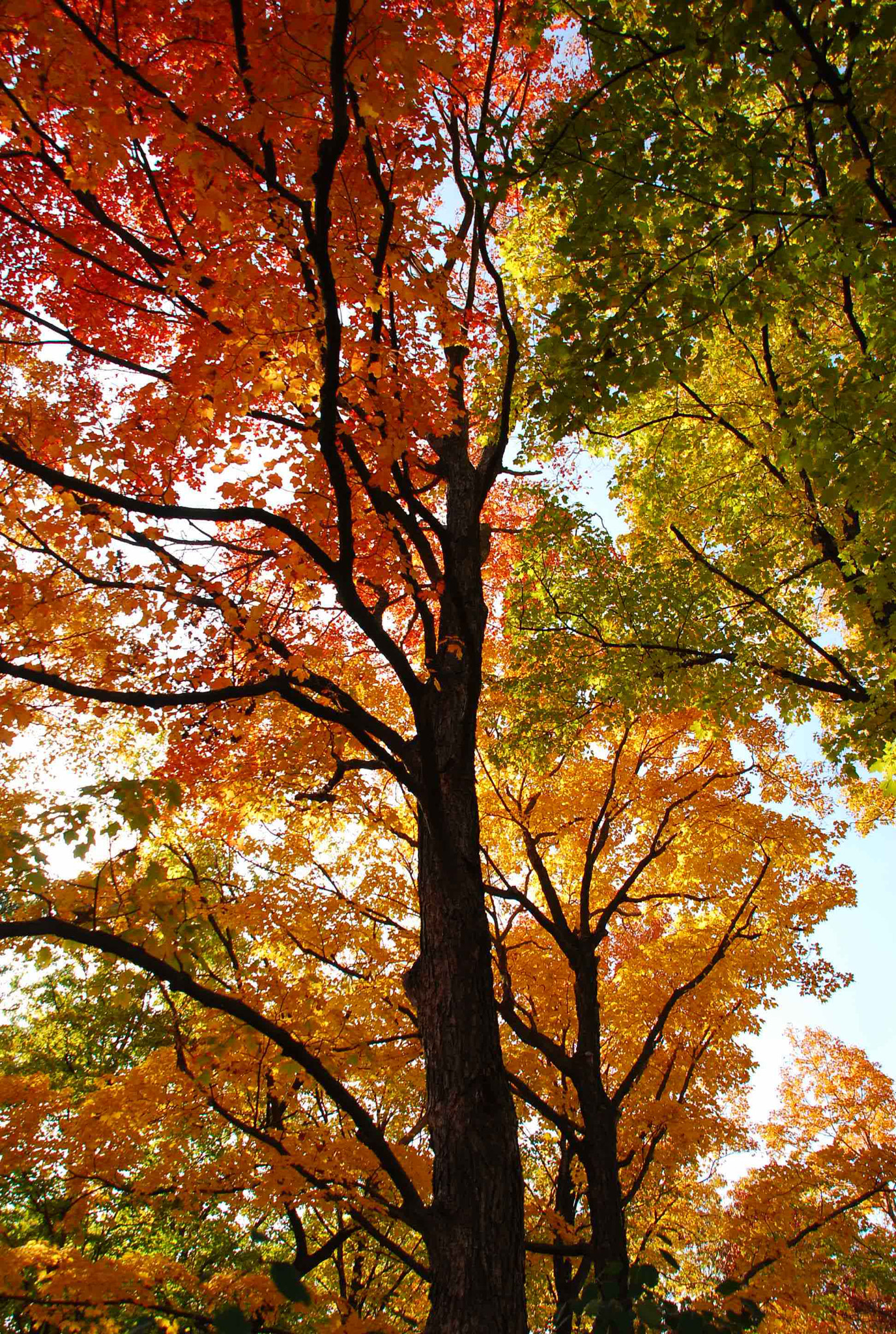 Nikon D80 + Sigma 18-200mm F3.5-6.3 DC OS HSM sample photo. Orange, yellow, and green photography