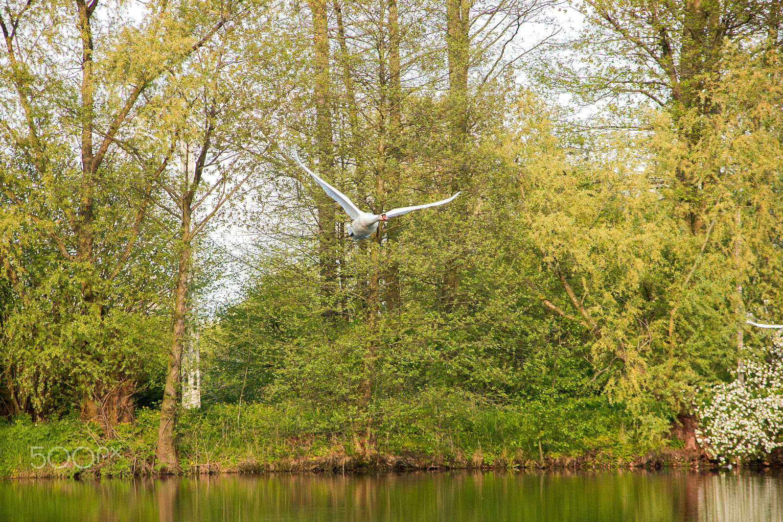 Sigma 18-125mm F3.8-5.6 DC OS HSM sample photo. Flying swan photography