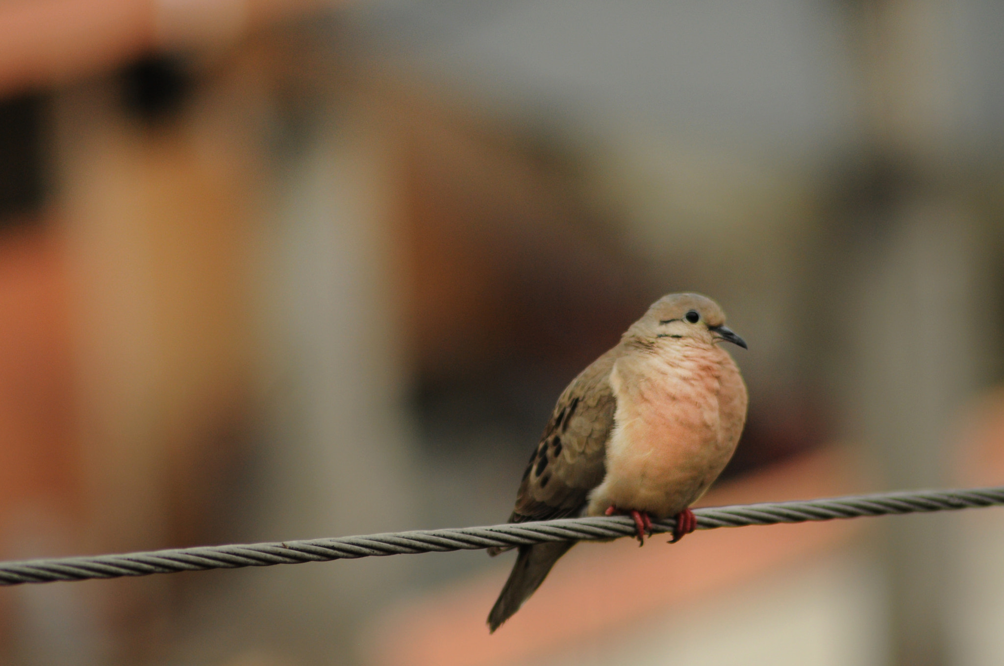 Nikon D5000 sample photo. Dove photography