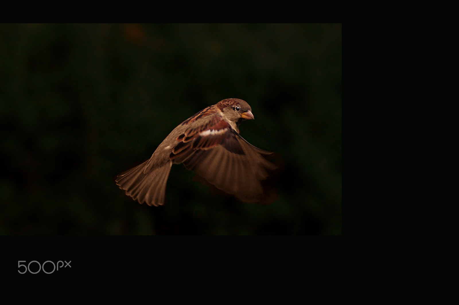 Sony 75-300mm F4.5-5.6 sample photo. Creature of the night photography