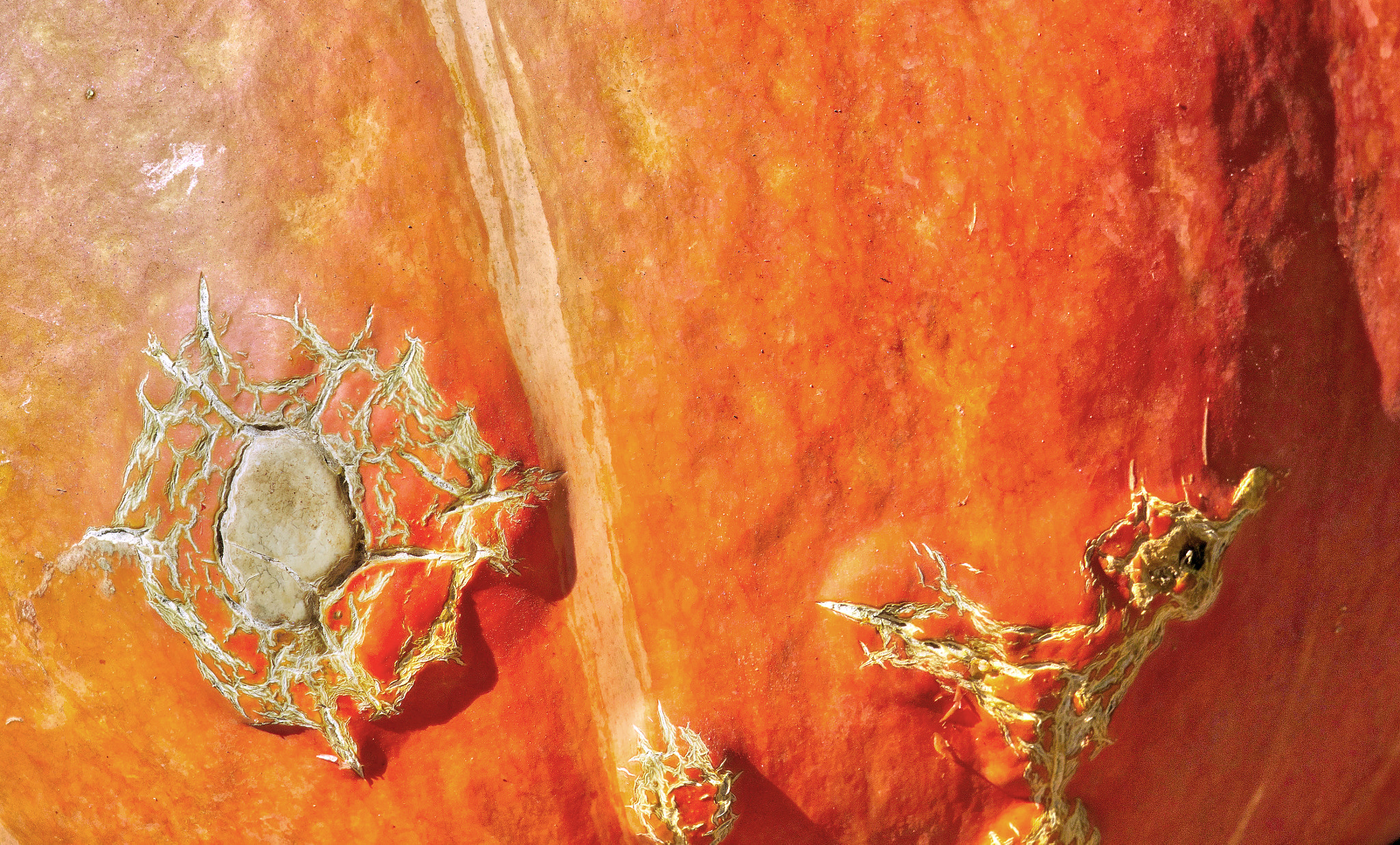 Sony 24-600mm F2.4-4.0 sample photo. Pumpkin mapping photography