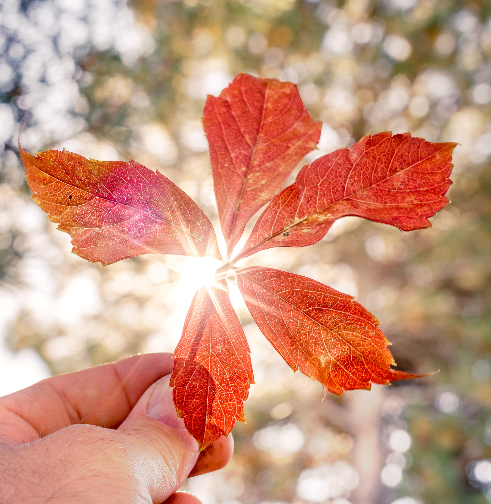 Sigma 50mm F1.4 EX DG HSM sample photo. Fall in the backyard photography