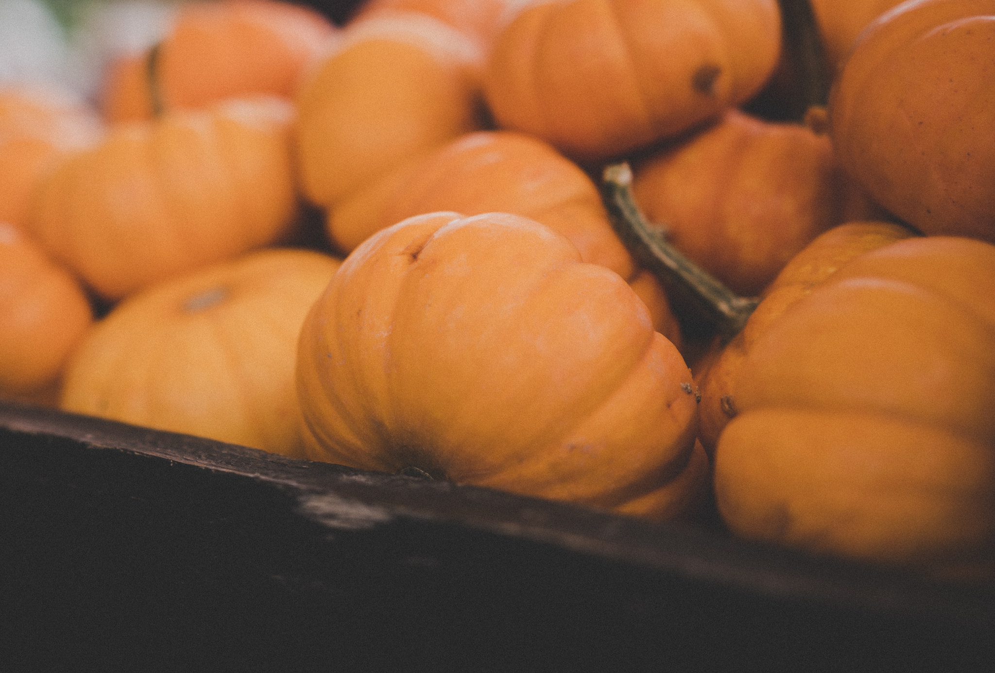 Nikon D500 + Sigma 18-35mm F1.8 DC HSM Art sample photo. Ort farm pumpkins photography