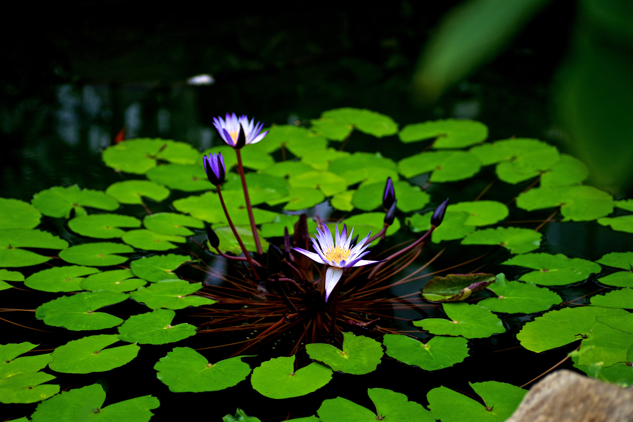 Pentax K-1 sample photo. Water lily photography