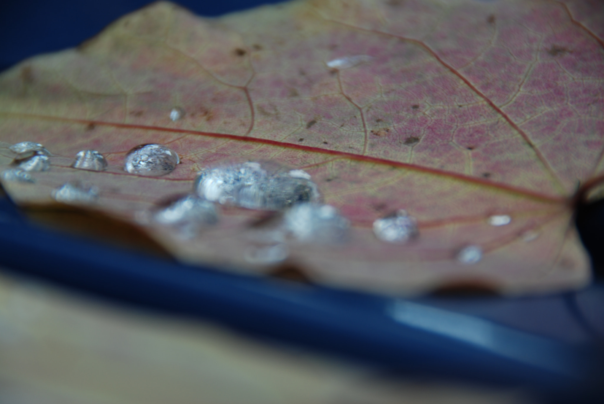 Tamron AF 18-250mm F3.5-6.3 Di II LD Aspherical (IF) Macro sample photo. Water droplets photography