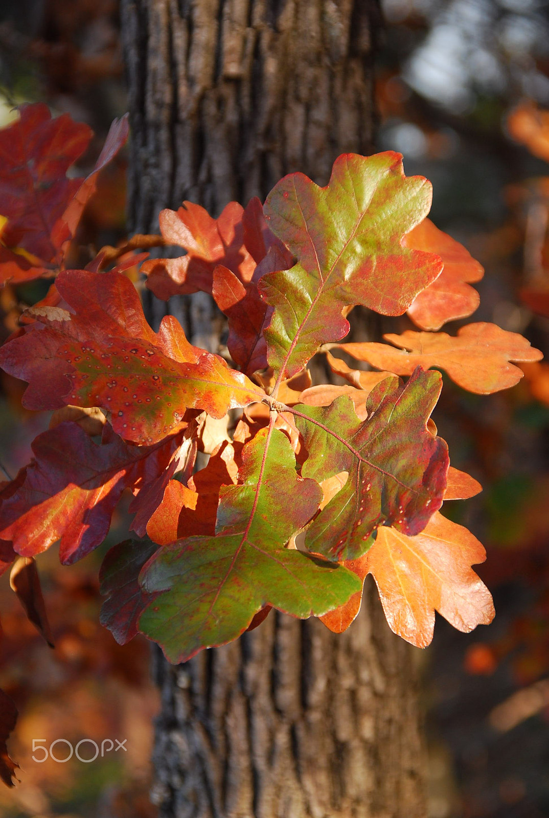 Nikon D80 + Sigma 18-200mm F3.5-6.3 DC OS HSM sample photo. Oak leaves photography