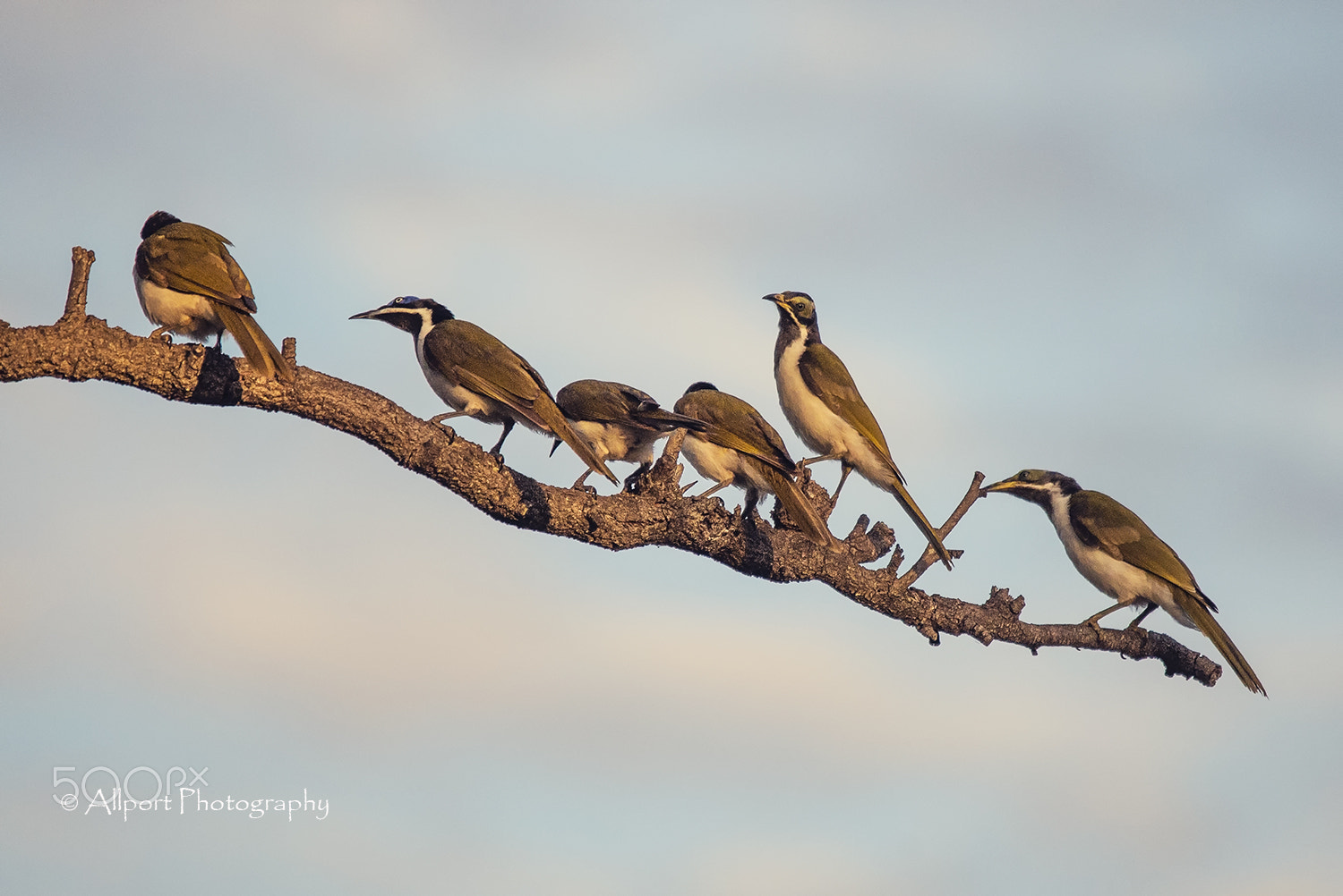 Sigma 120-400mm F4.5-5.6 DG OS HSM sample photo. Hanging about photography