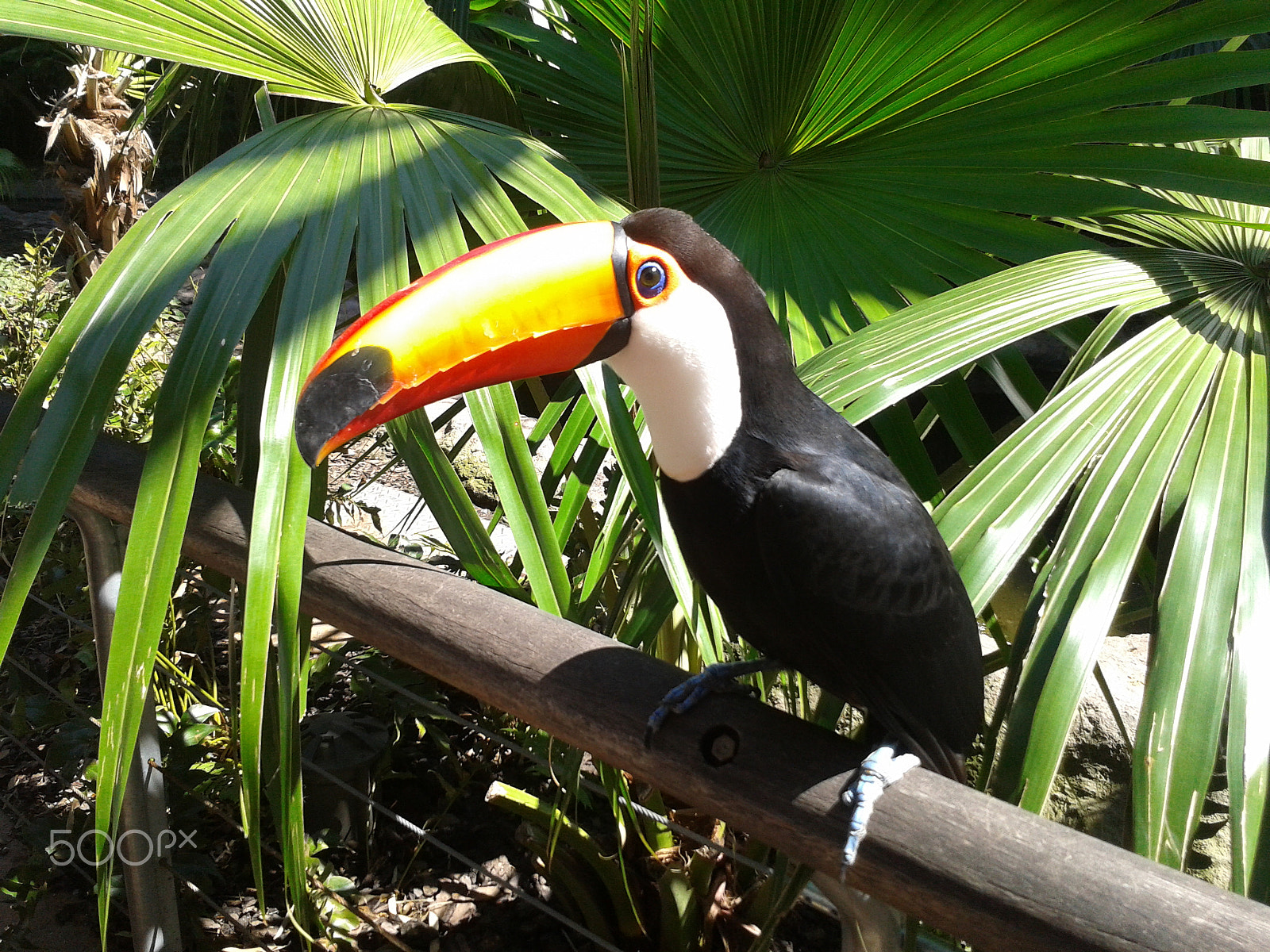 Samsung Galaxy Ace sample photo. Tucan photography