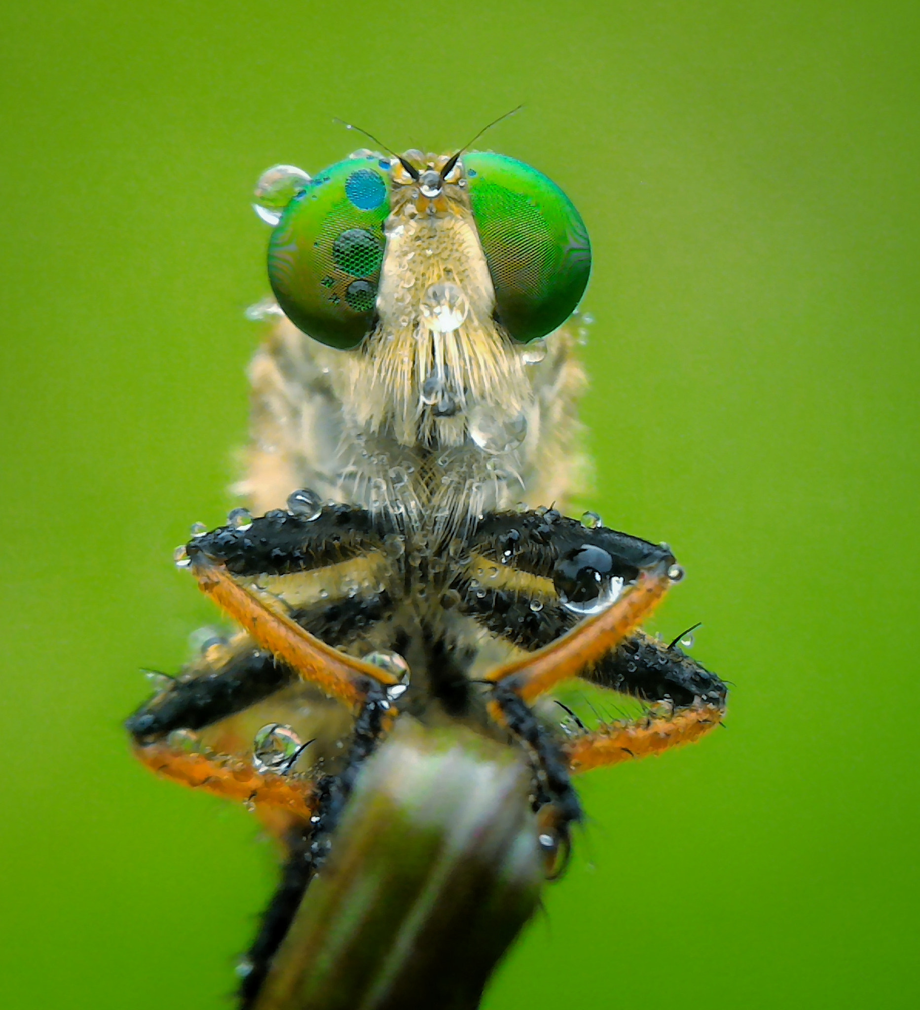 ASUS Z008D sample photo. Robber fly photography