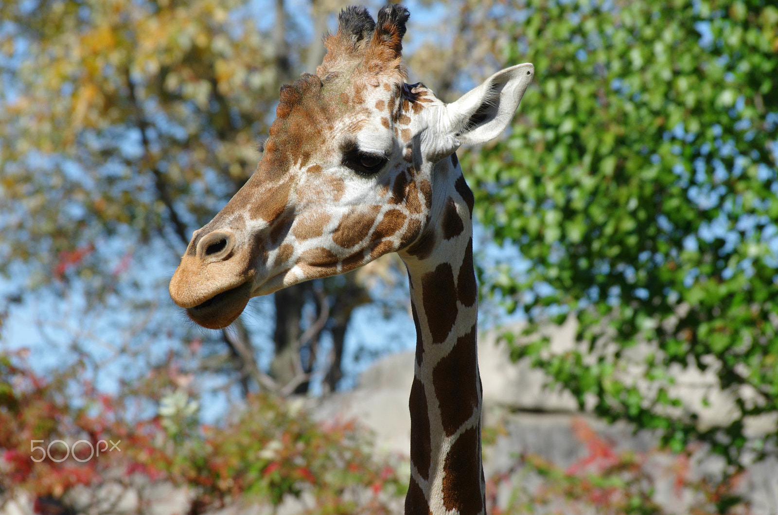 Pentax K-5 sample photo. Giraffe photography
