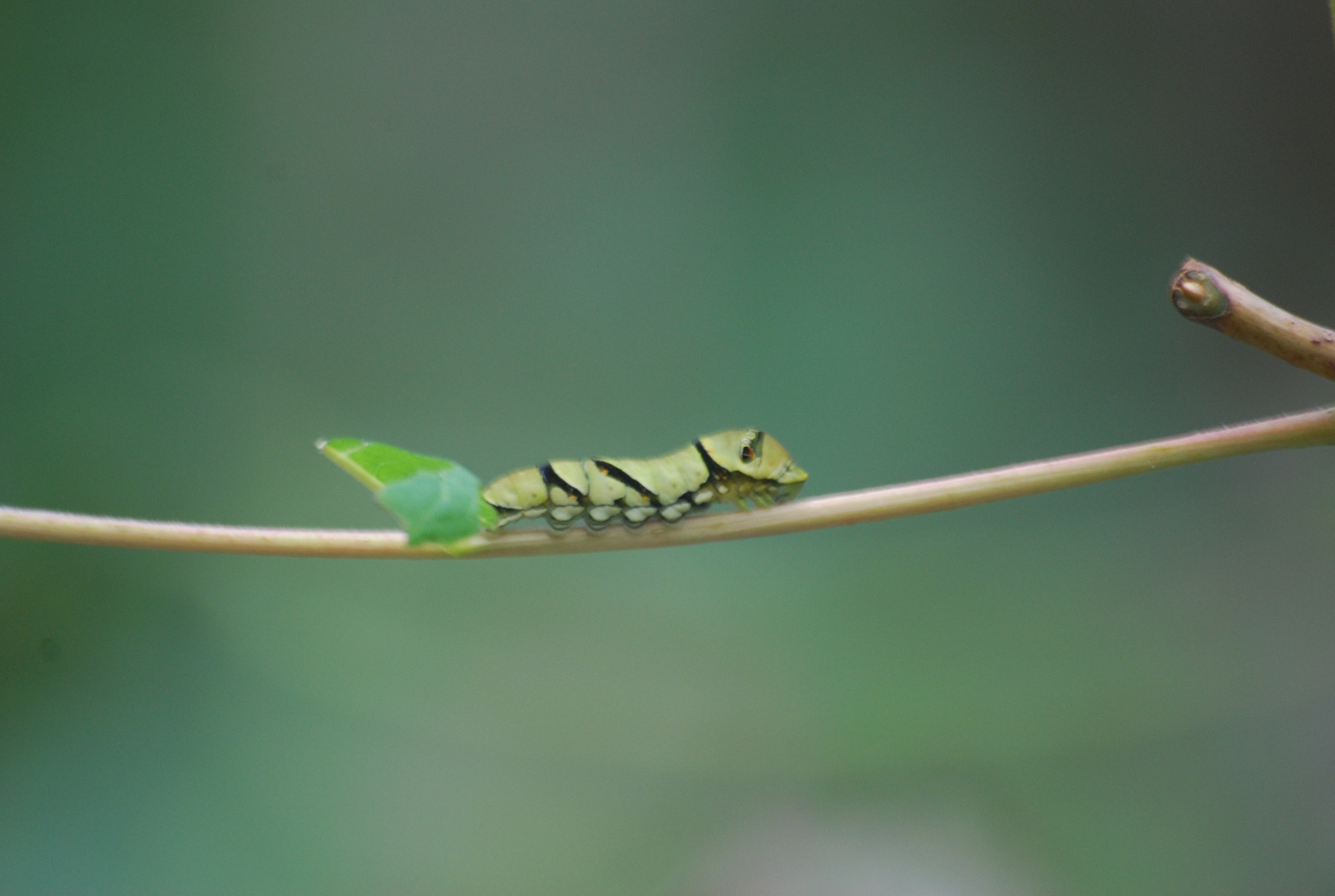 Sigma 70-300mm F4-5.6 APO DG Macro sample photo
