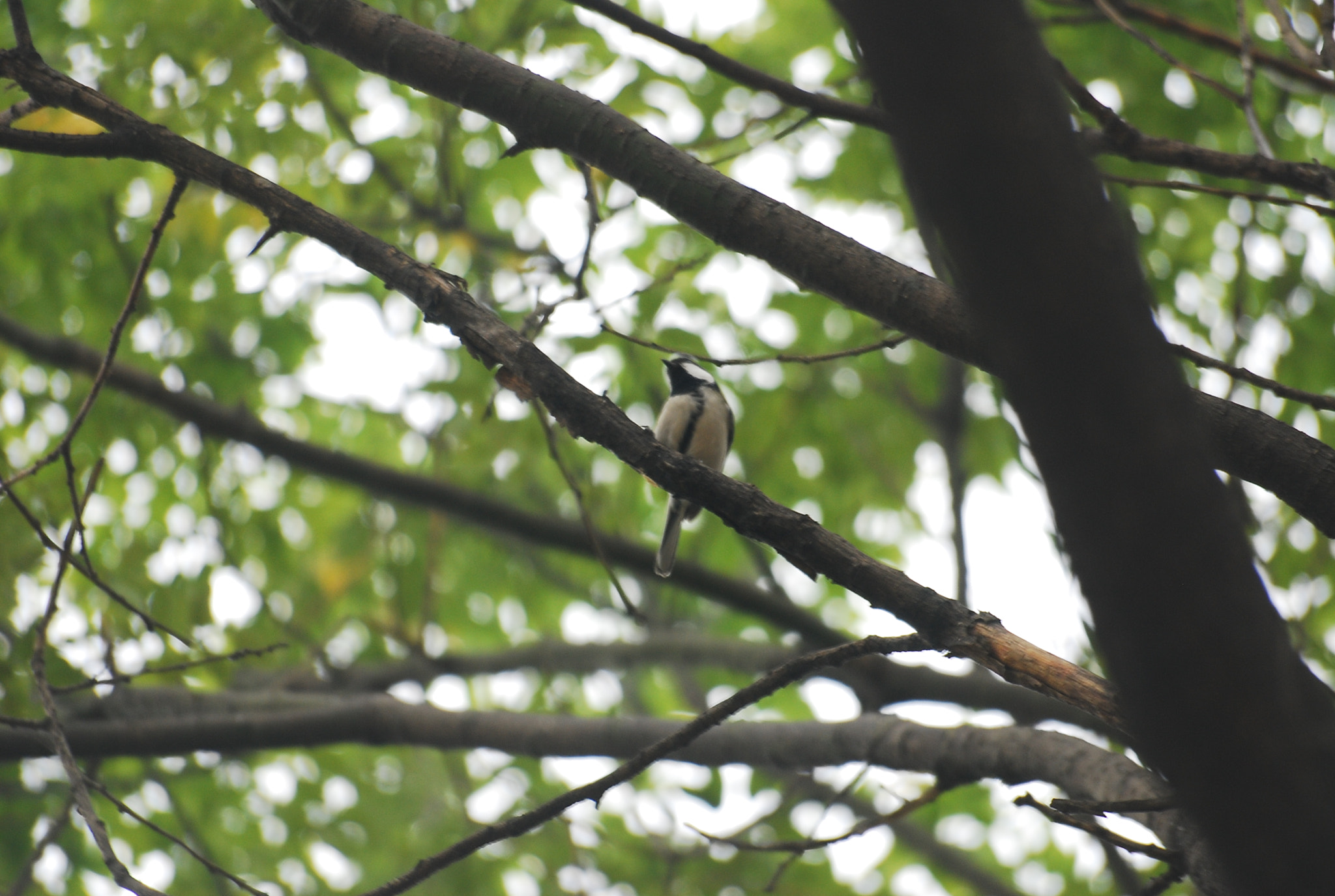 Sigma 70-300mm F4-5.6 APO DG Macro sample photo. 박새 photography