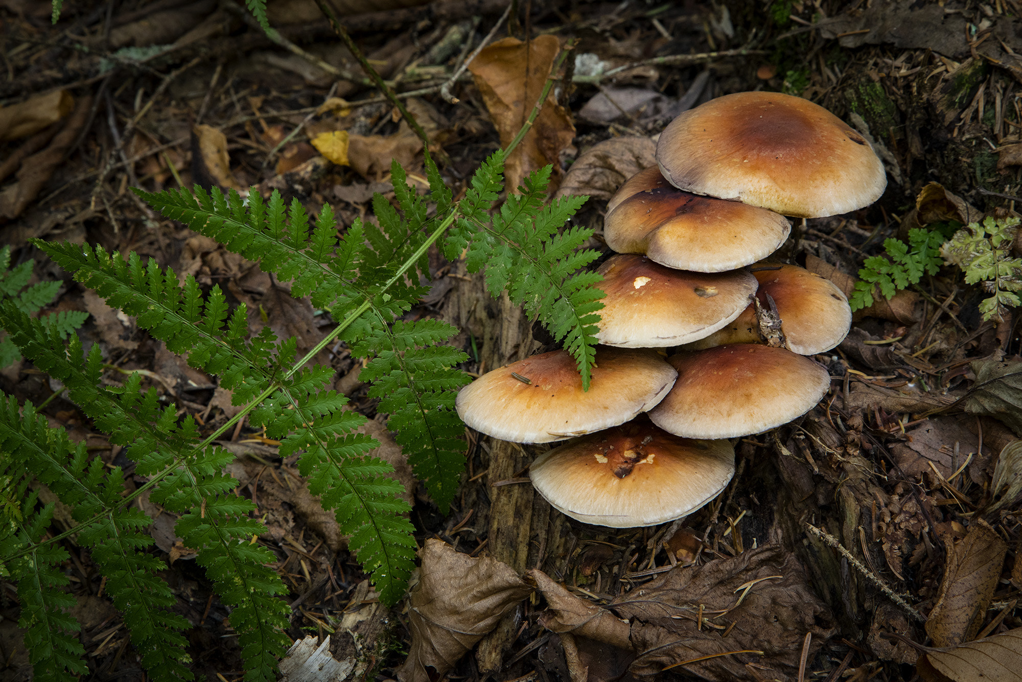 Sony a7R + Canon EF 24-105mm F4L IS USM sample photo. Mushrooms photography
