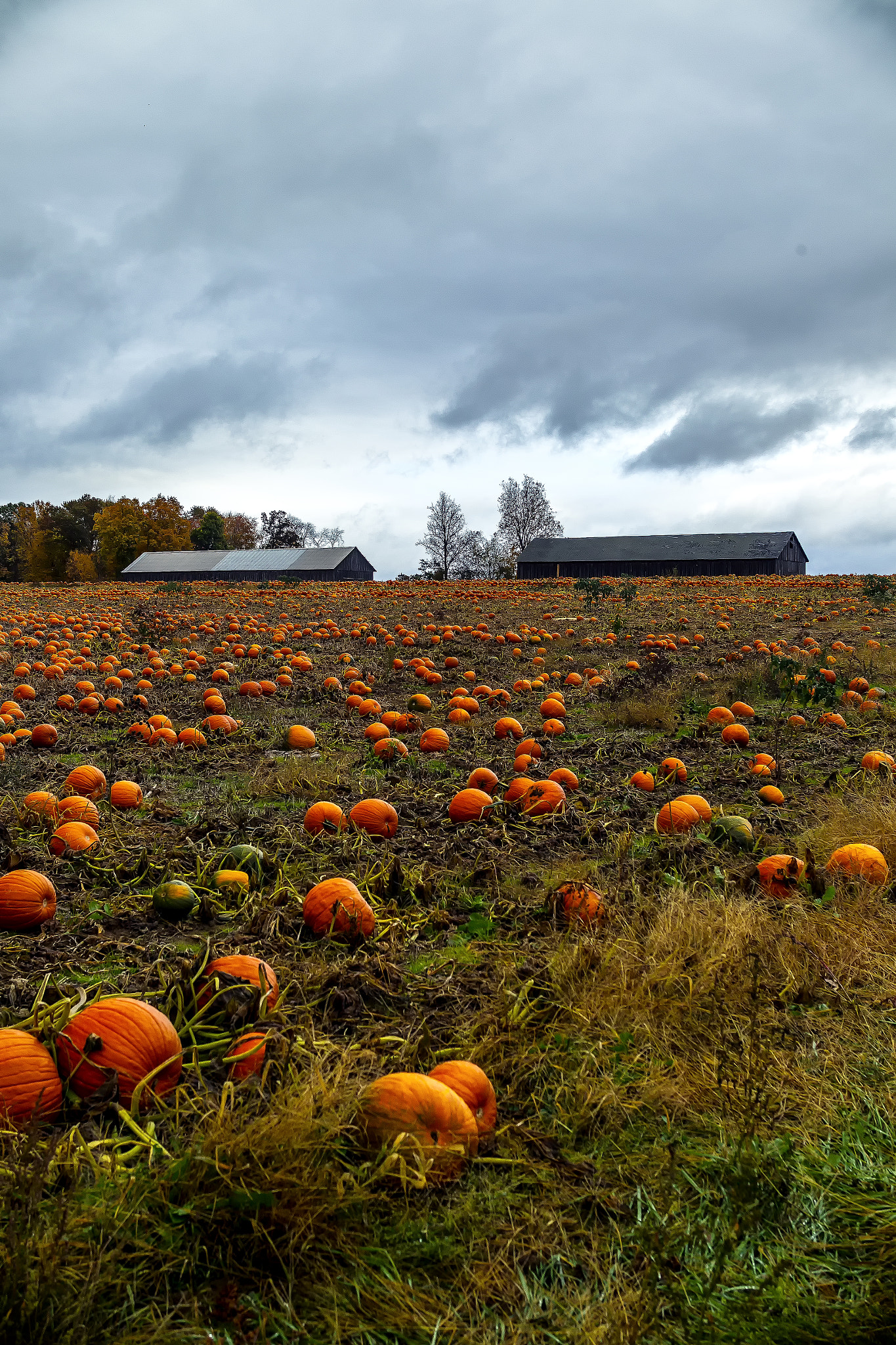 Canon EOS-1D Mark IV + EF28-70mm f/2.8L USM sample photo. Pumkin' field photography