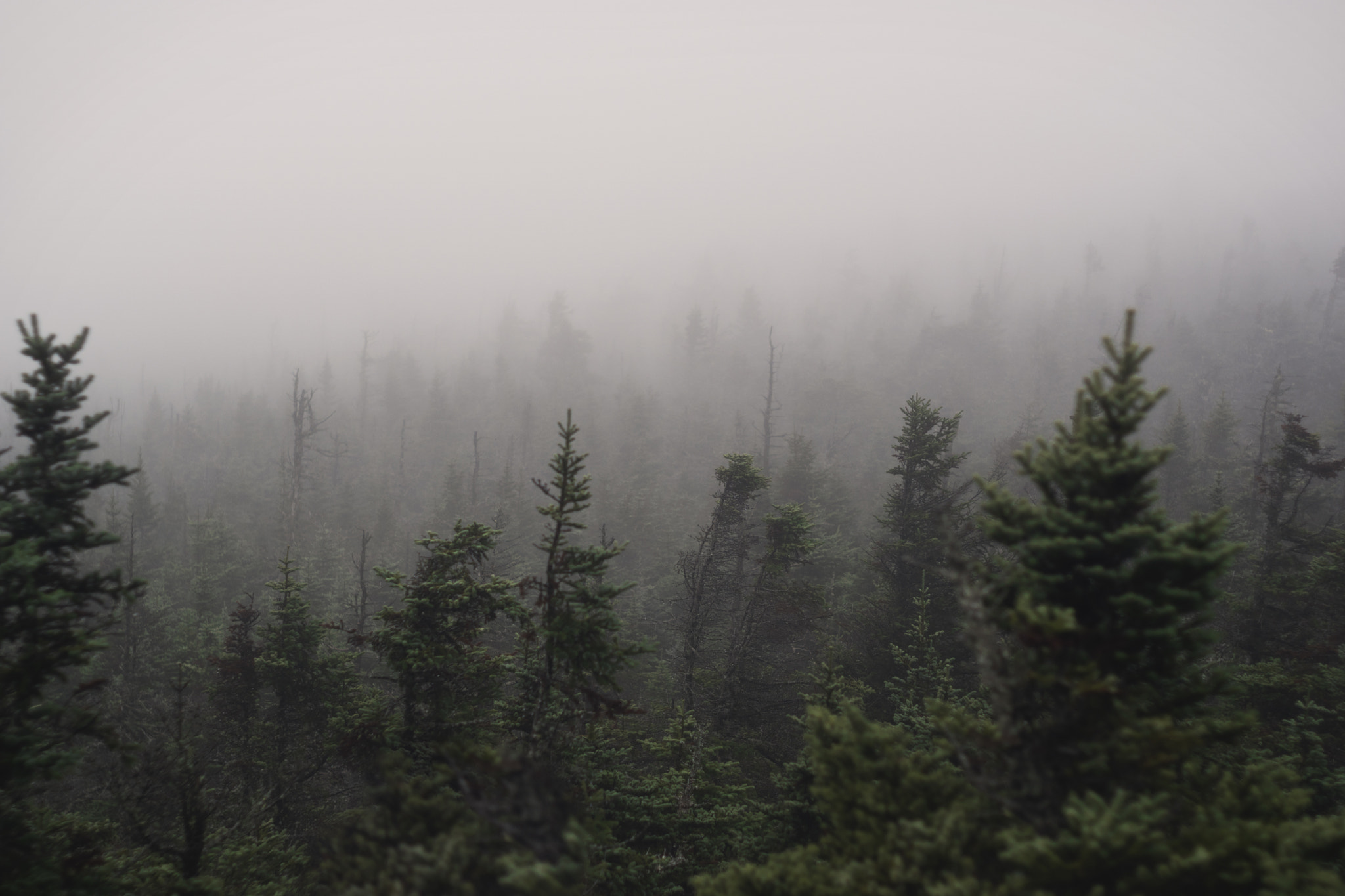 Sony ILCA-77M2 + Minolta AF 50mm F1.7 sample photo. Fog_and_trees photography