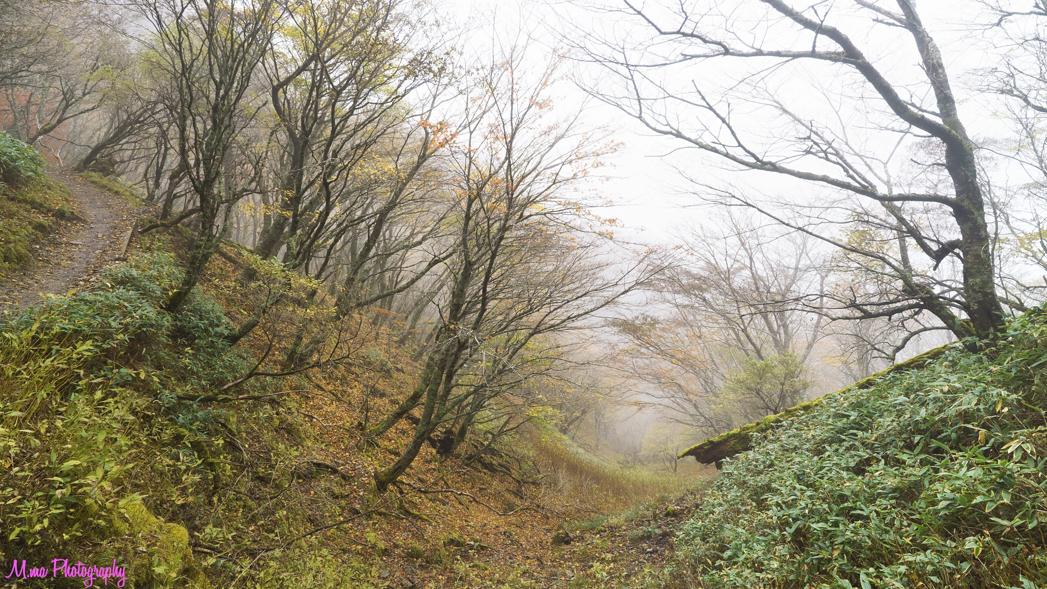 E 18mm F2.8 sample photo. Autumn leaves of fog photography