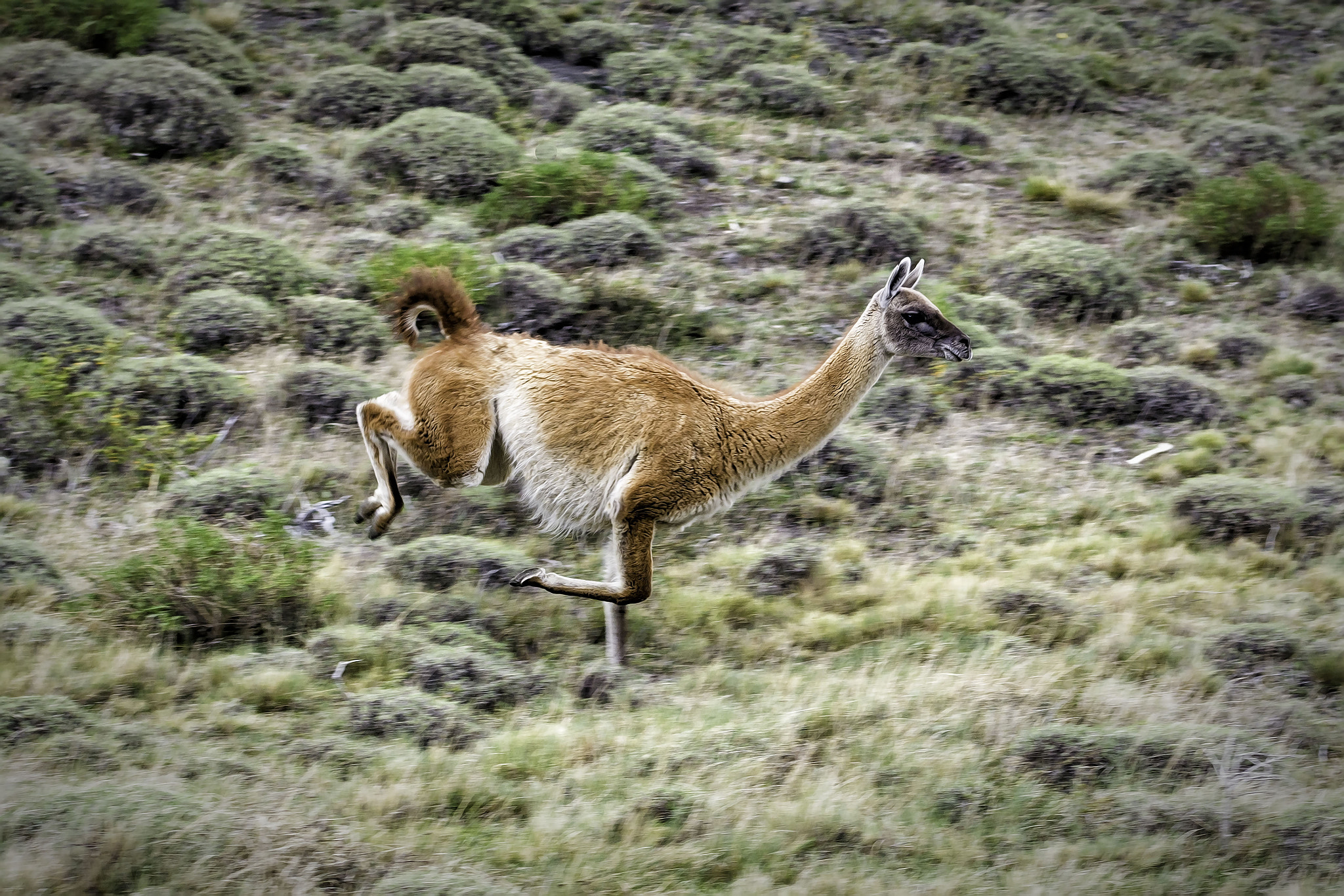 Nikon AF-S Nikkor 70-200mm F4G ED VR sample photo. Fast guanaco photography