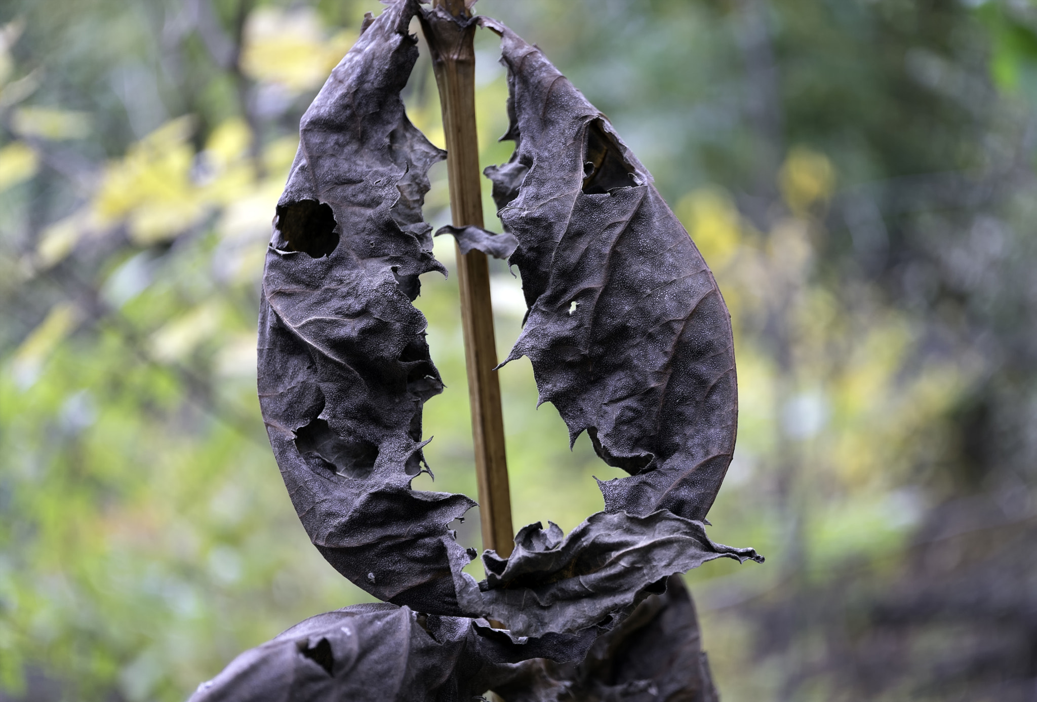 ZEISS Touit 50mm F2.8 sample photo. Leafy friends photography