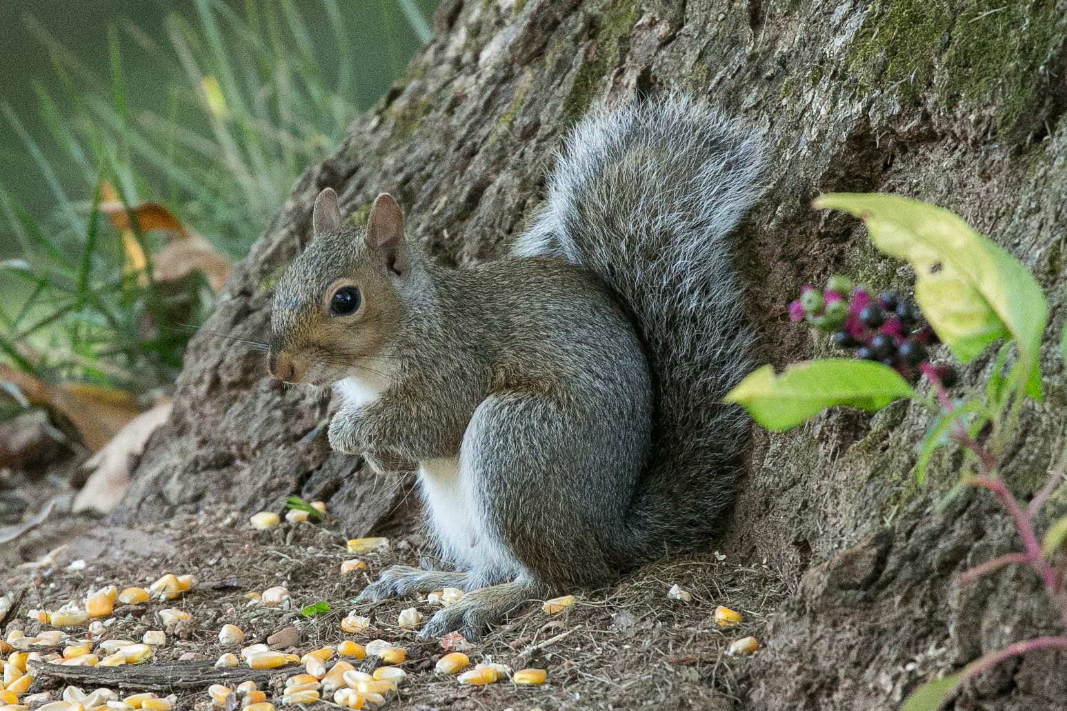 Canon EOS-1D X sample photo. Rgp_2277-2.jpg photography