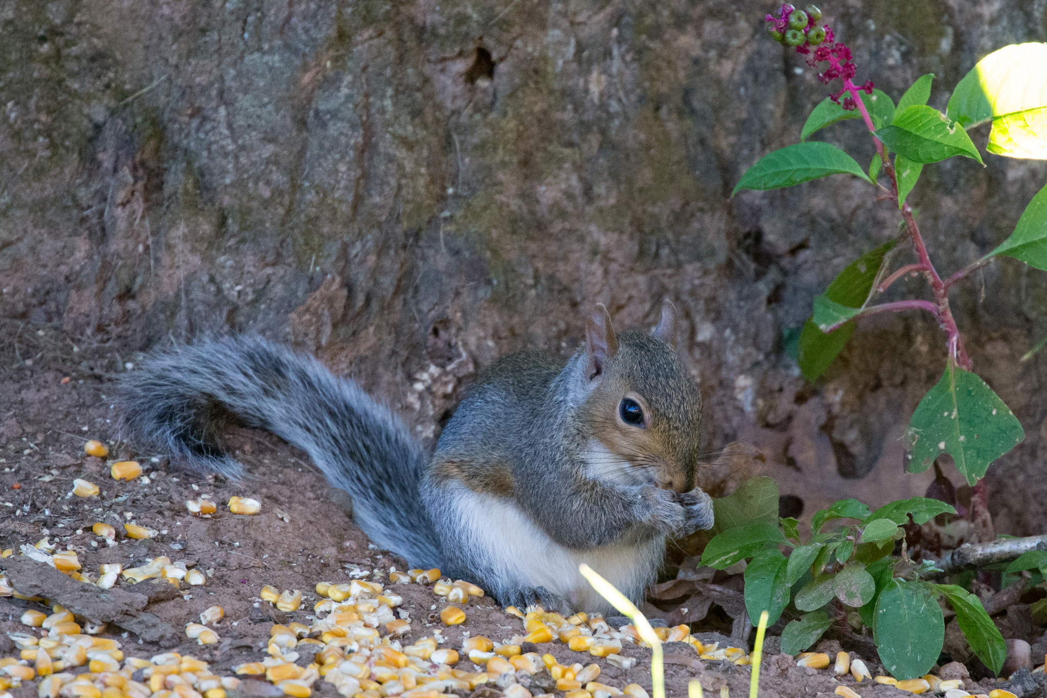Canon EOS-1D X sample photo. Rgp_2815-2.jpg photography