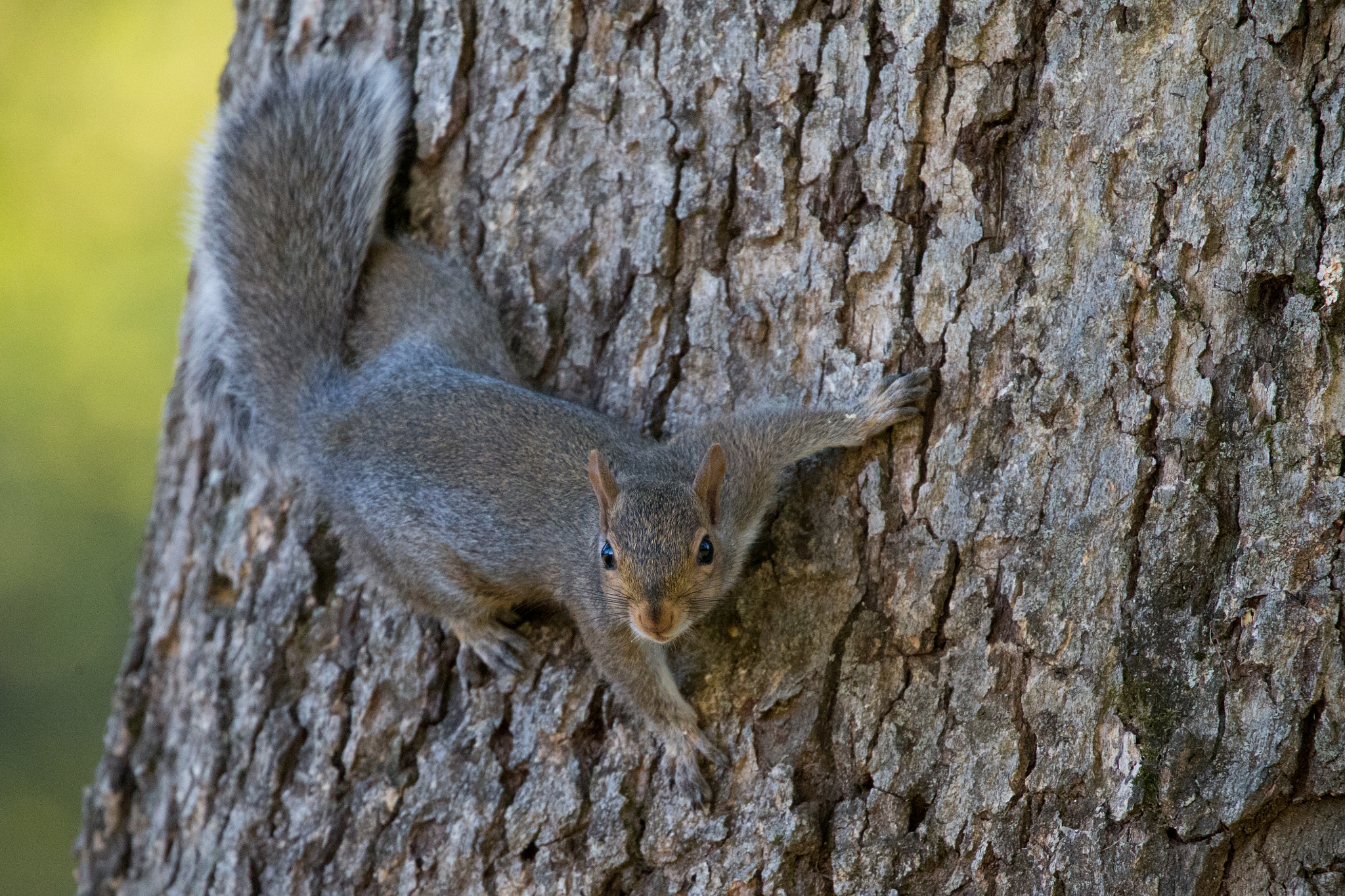 Canon EOS-1D X sample photo. Rgp_2820-2.jpg photography