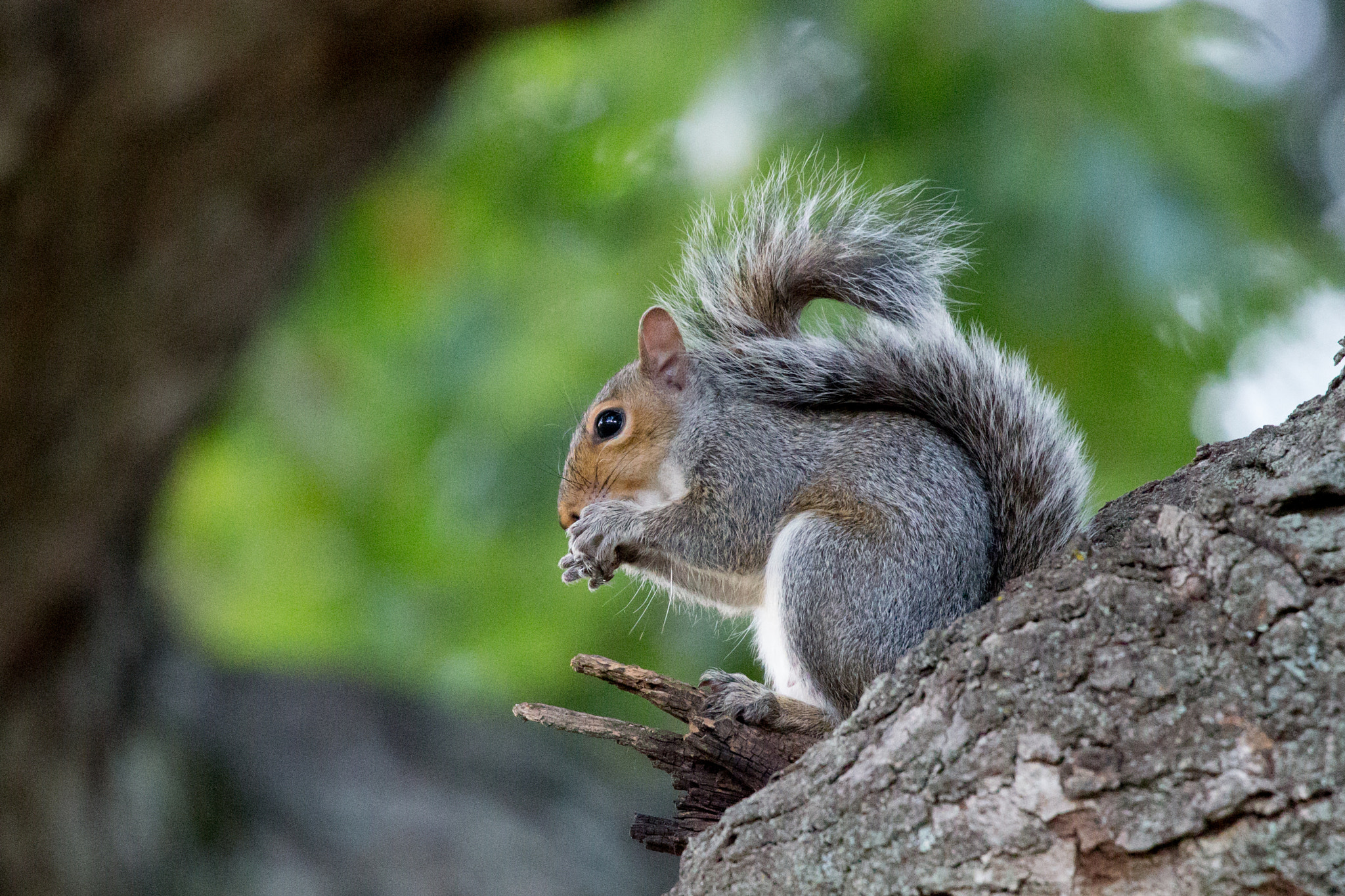 Canon EOS-1D X sample photo. Rgp_2895-2.jpg photography