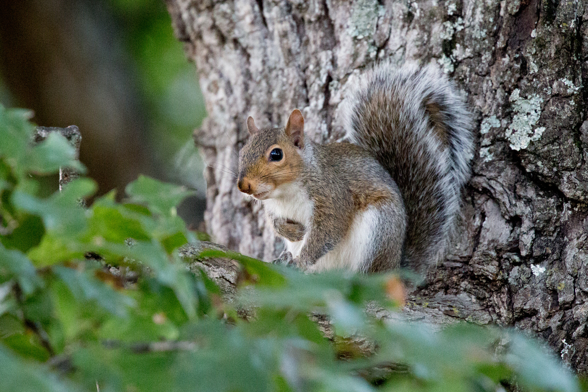 Canon EOS-1D X sample photo. Rgp_2896-2.jpg photography