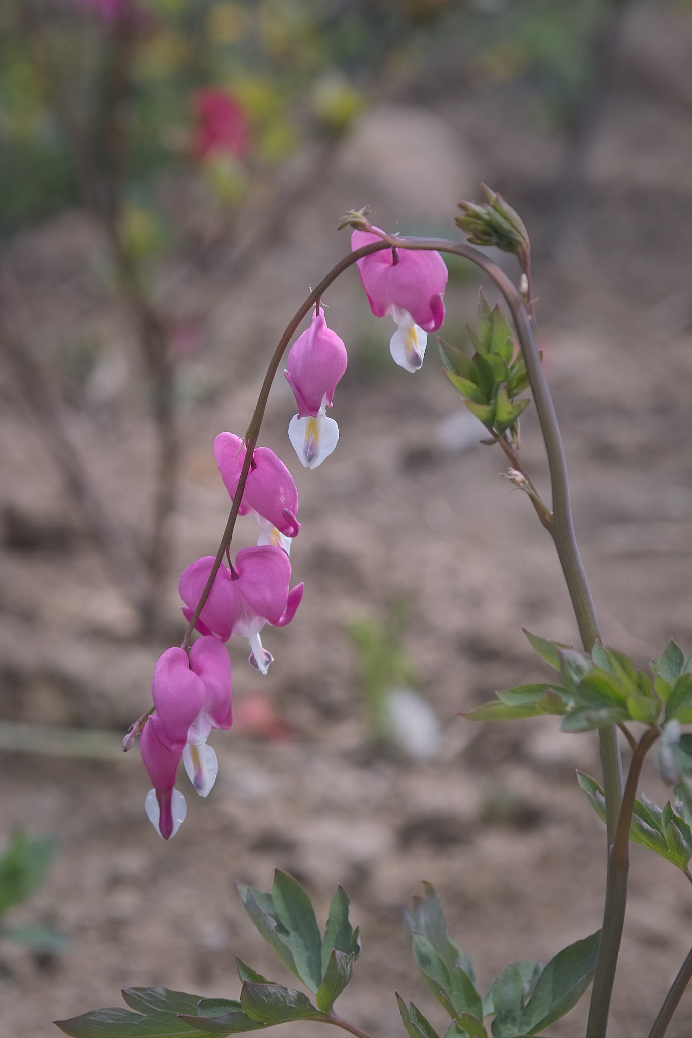 Sigma SD10 sample photo. Flowers photography