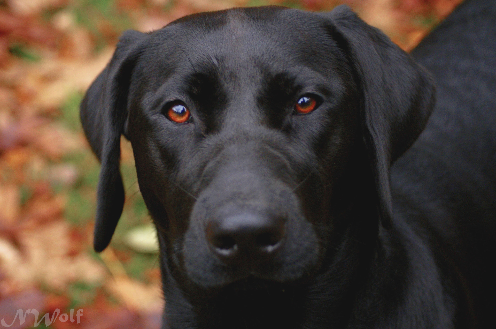 Sony Alpha DSLR-A330 sample photo. Young pup photography