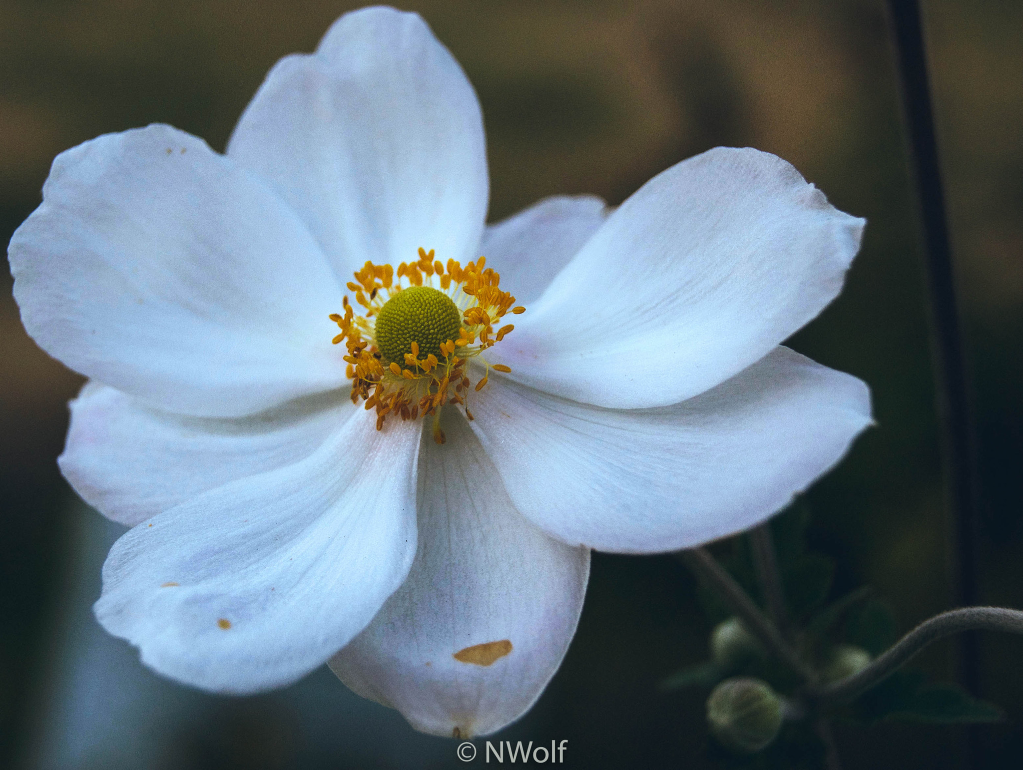 Sony DT 18-55mm F3.5-5.6 SAM II sample photo. Sweet simplicity photography