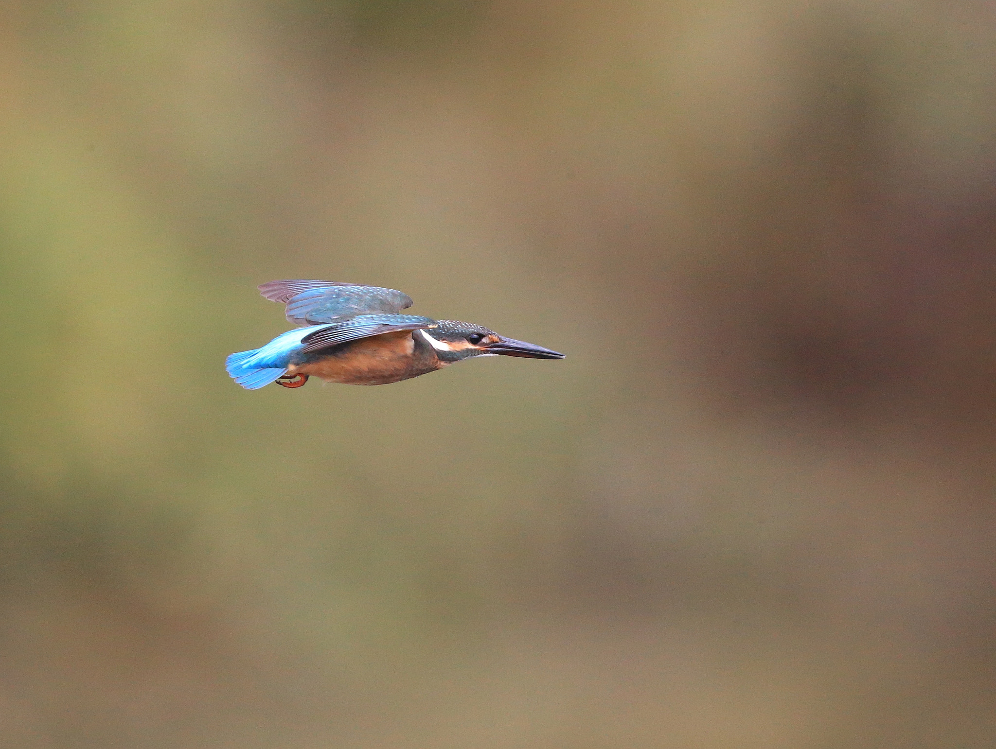 Canon EF 600mm F4L IS II USM sample photo. 186 photography