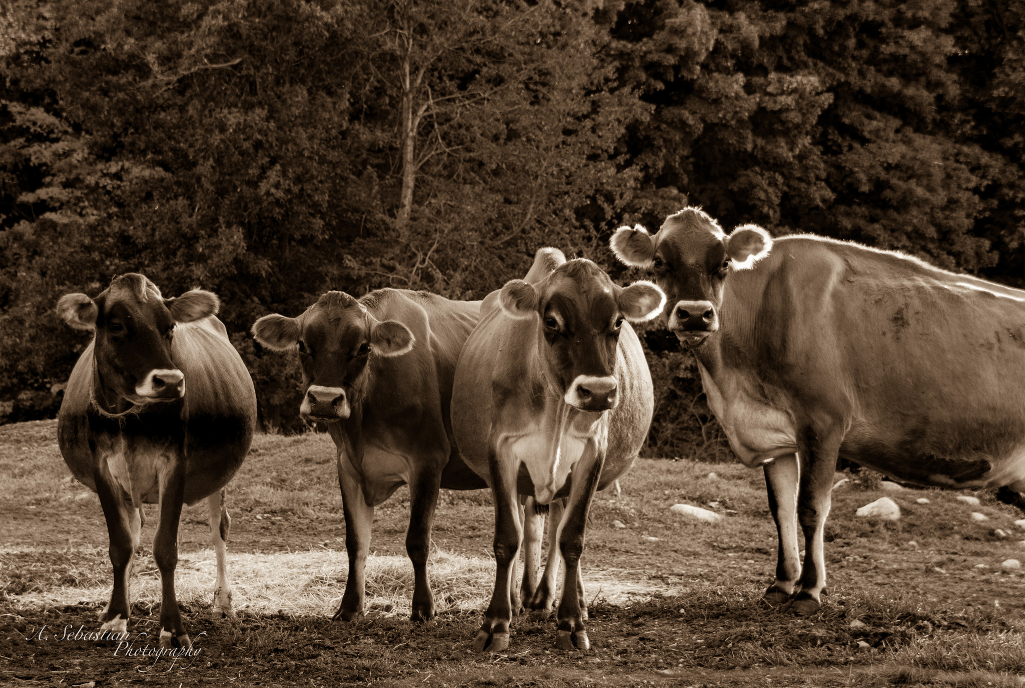 Sigma 18-250mm F3.5-6.3 DC OS HSM sample photo. Durfee hill cows photography