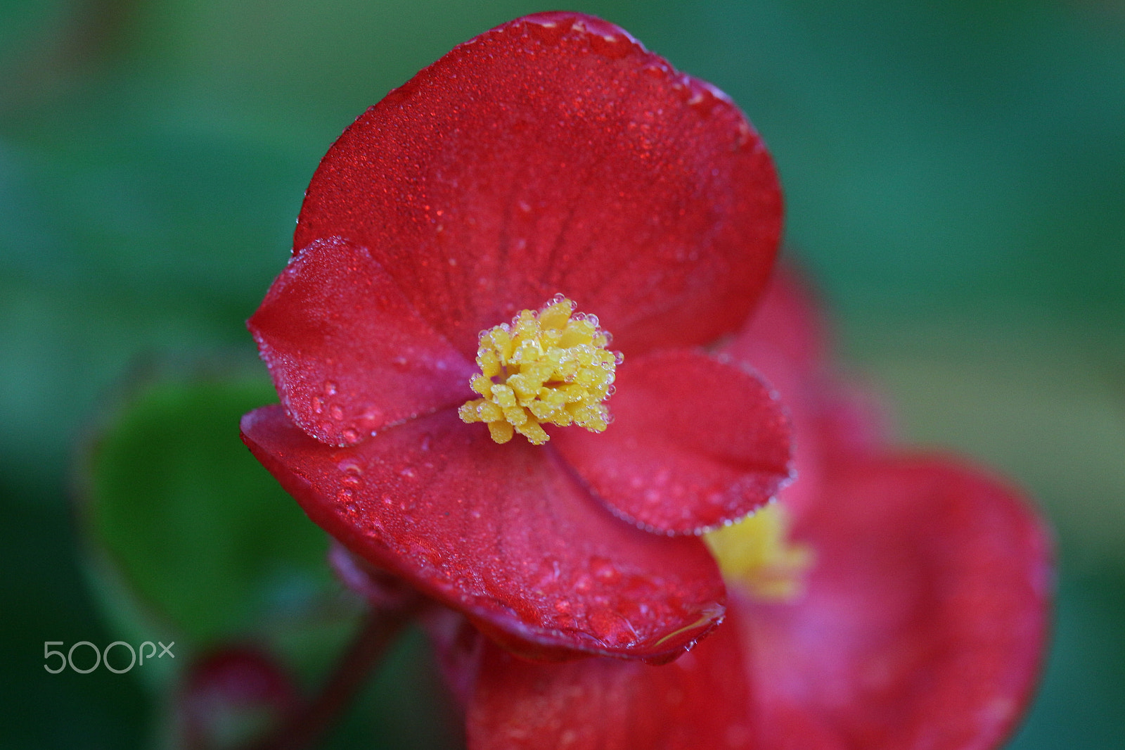 Canon EF 100mm F2.8L Macro IS USM sample photo. Red & yellow photography