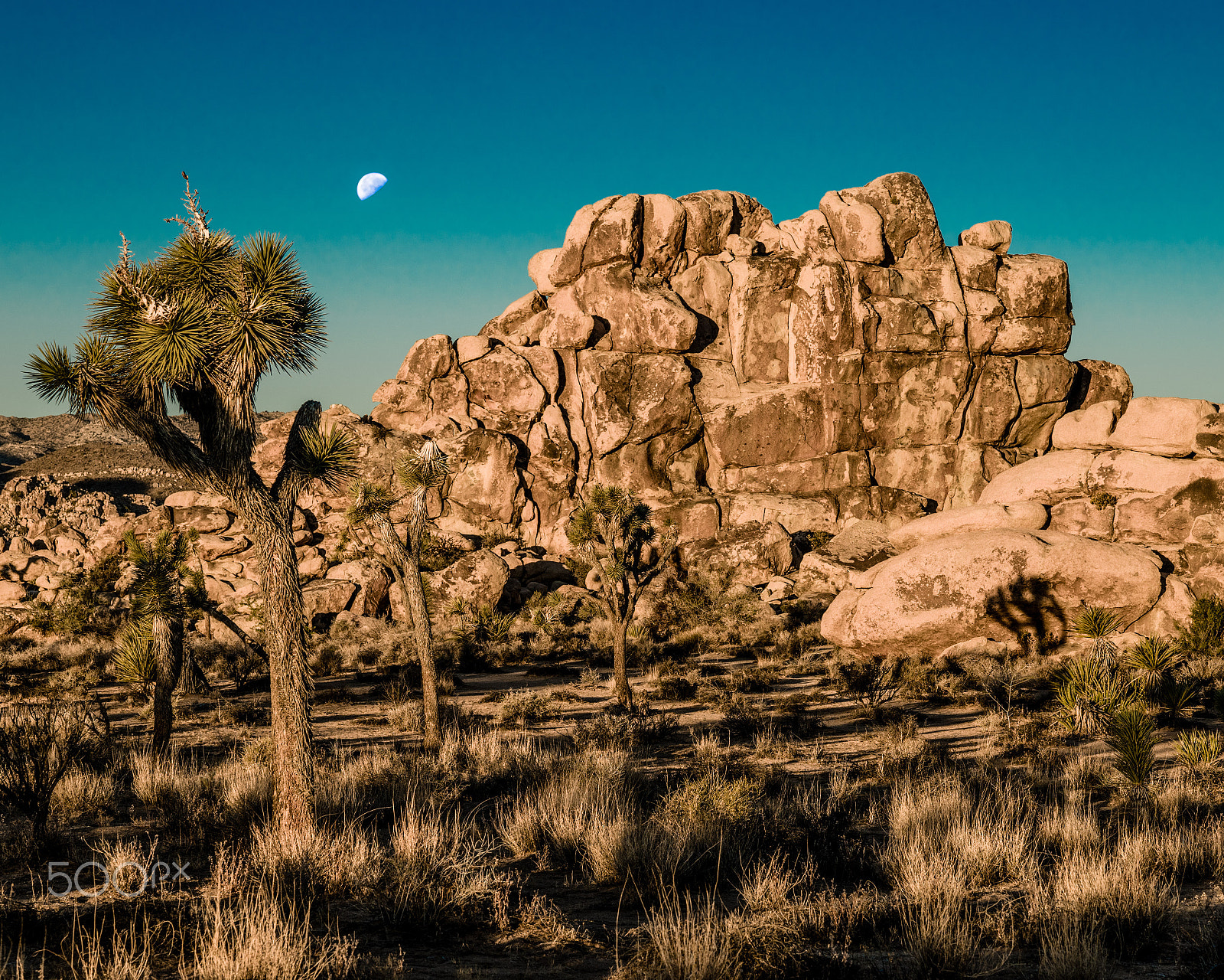 Sony FE 85mm F1.4 GM sample photo. Joshua tree national park photography
