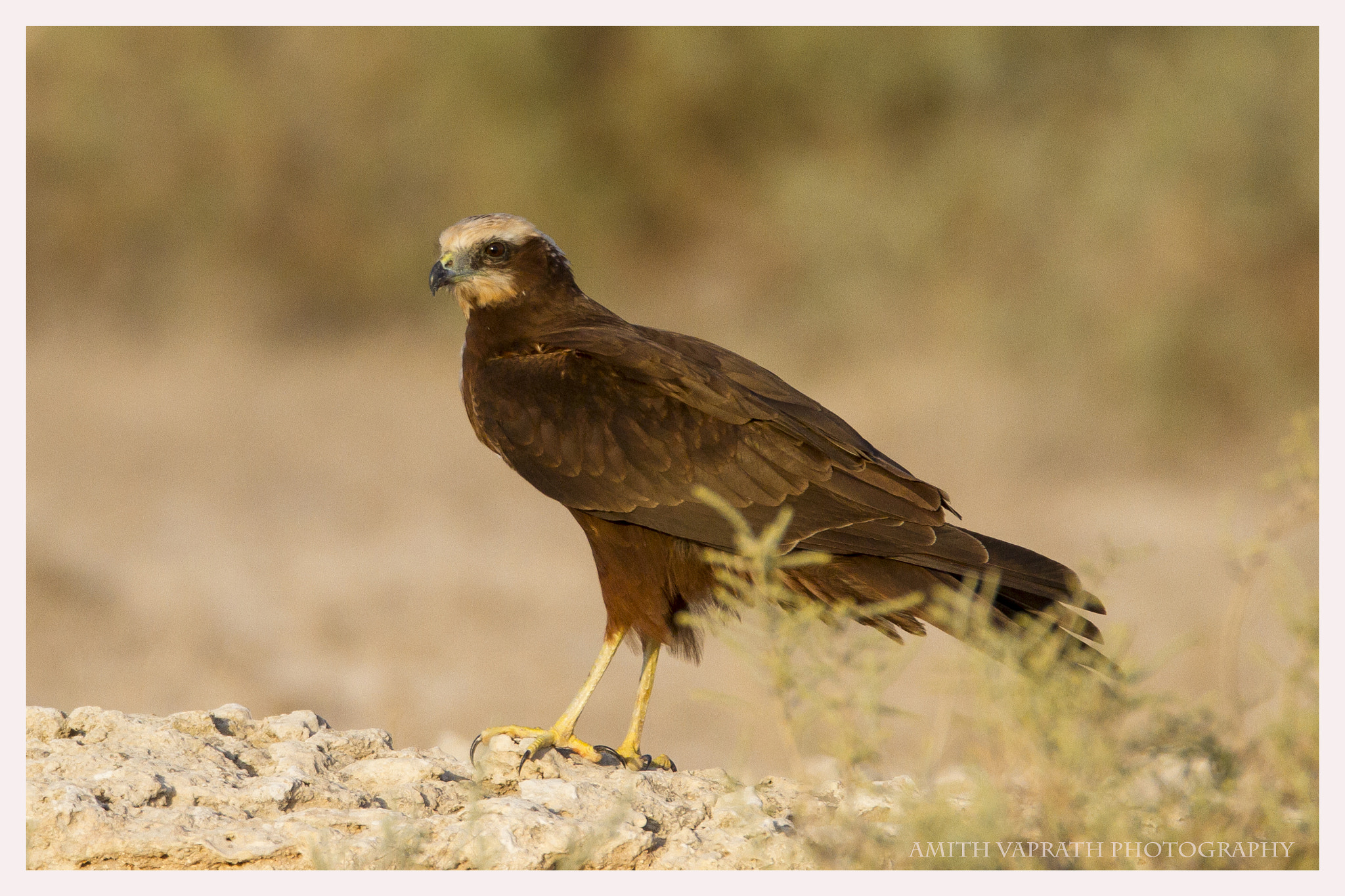 150-600mm F5-6.3 DG OS HSM | Sports 014 sample photo. Harrier.... photography