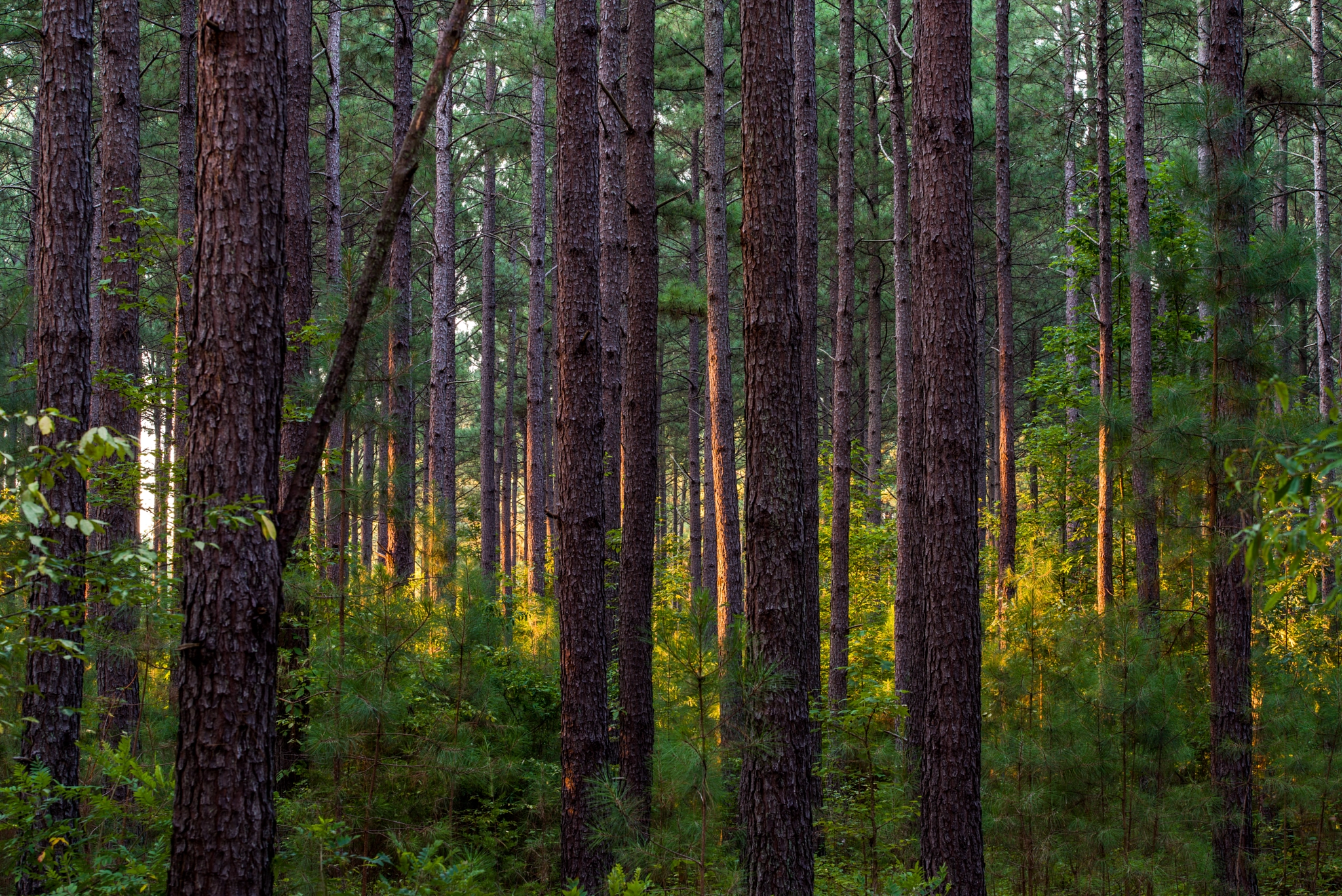 Pentax K-1 sample photo. Pine trees in morning sun photography