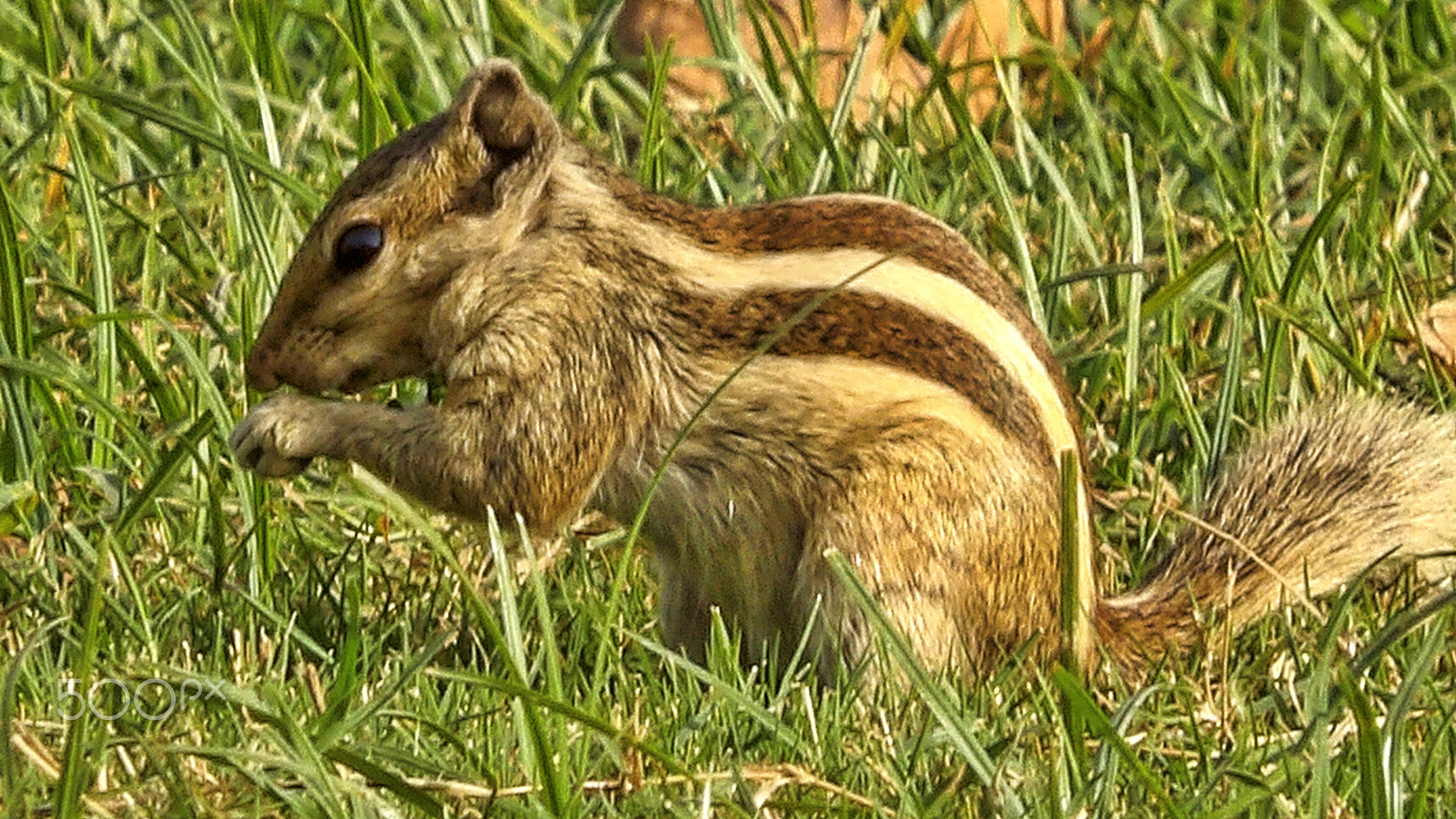 Ricoh PENTAX XG-1 sample photo. Squirrel "eating time" photography